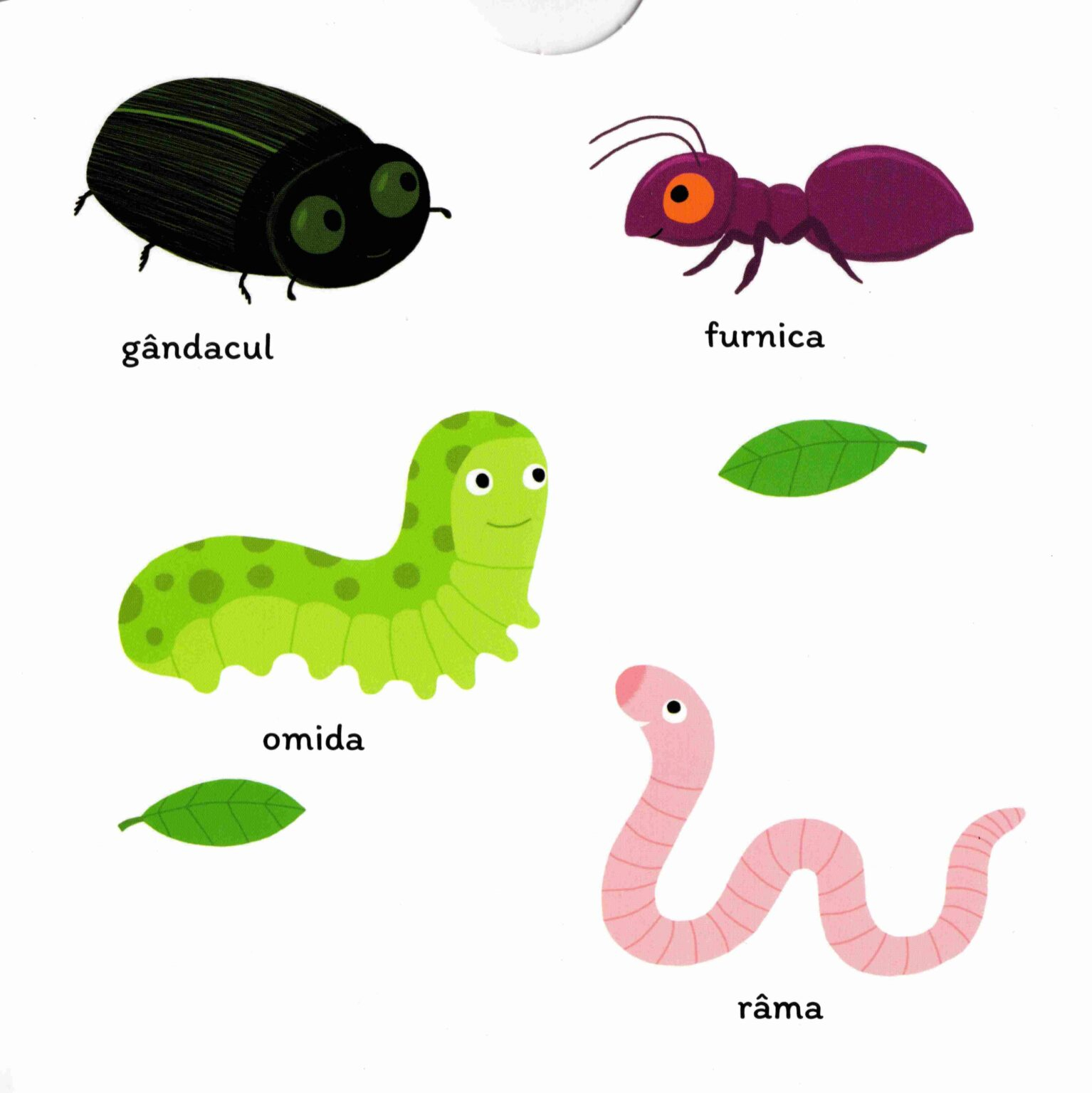 Vietăţile mici, colecția DESCOPERĂ