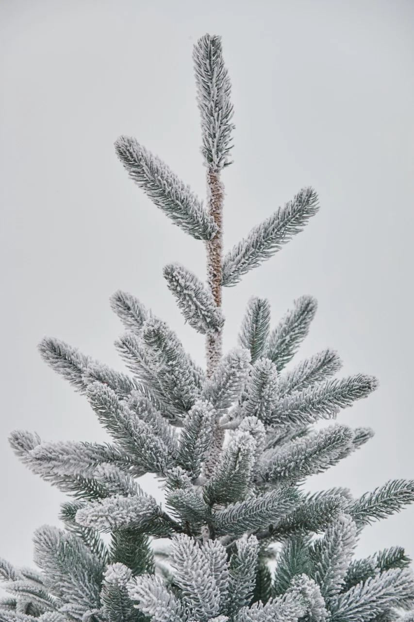 Brad Colecția Nordmann Snow