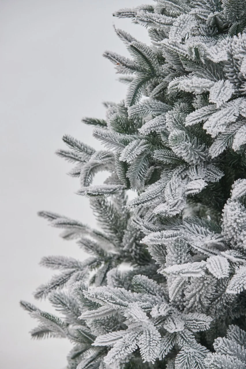 Brad Colecția Nordmann Snow