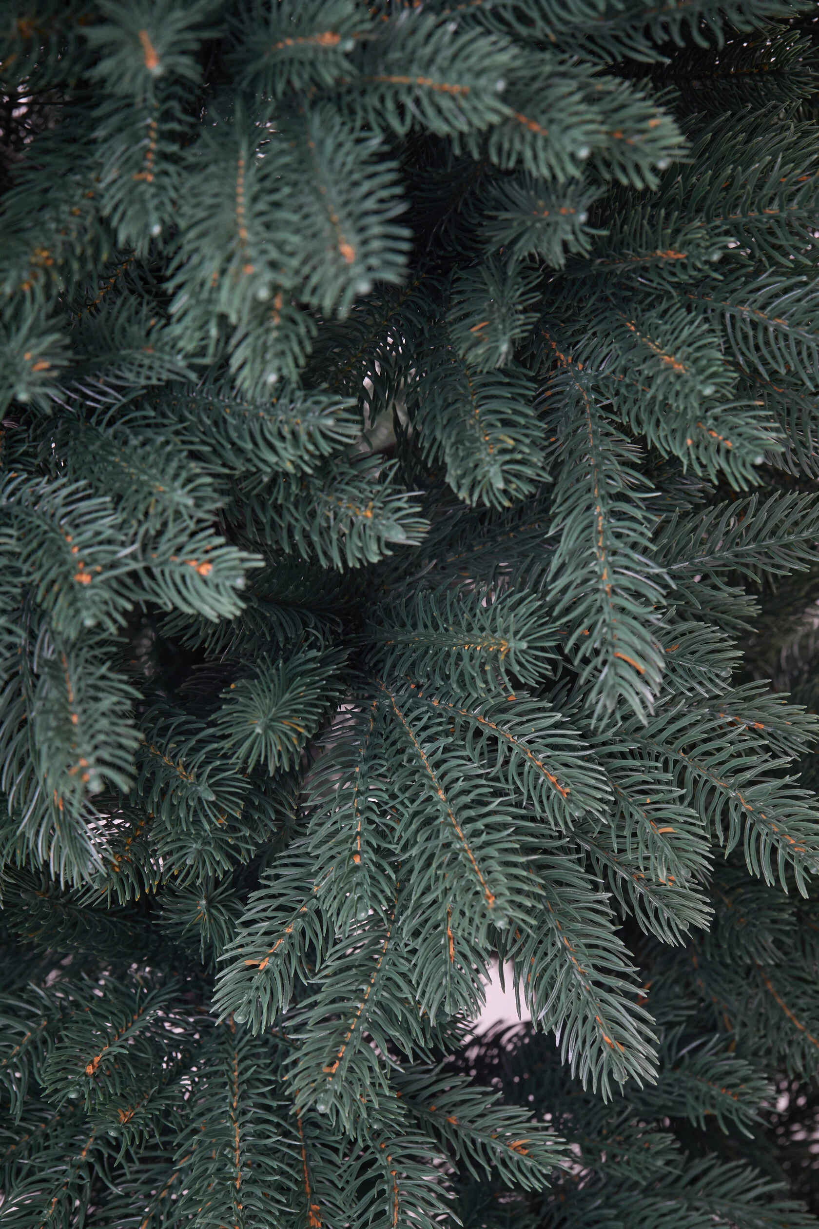 Brad Colecția Siberia Green