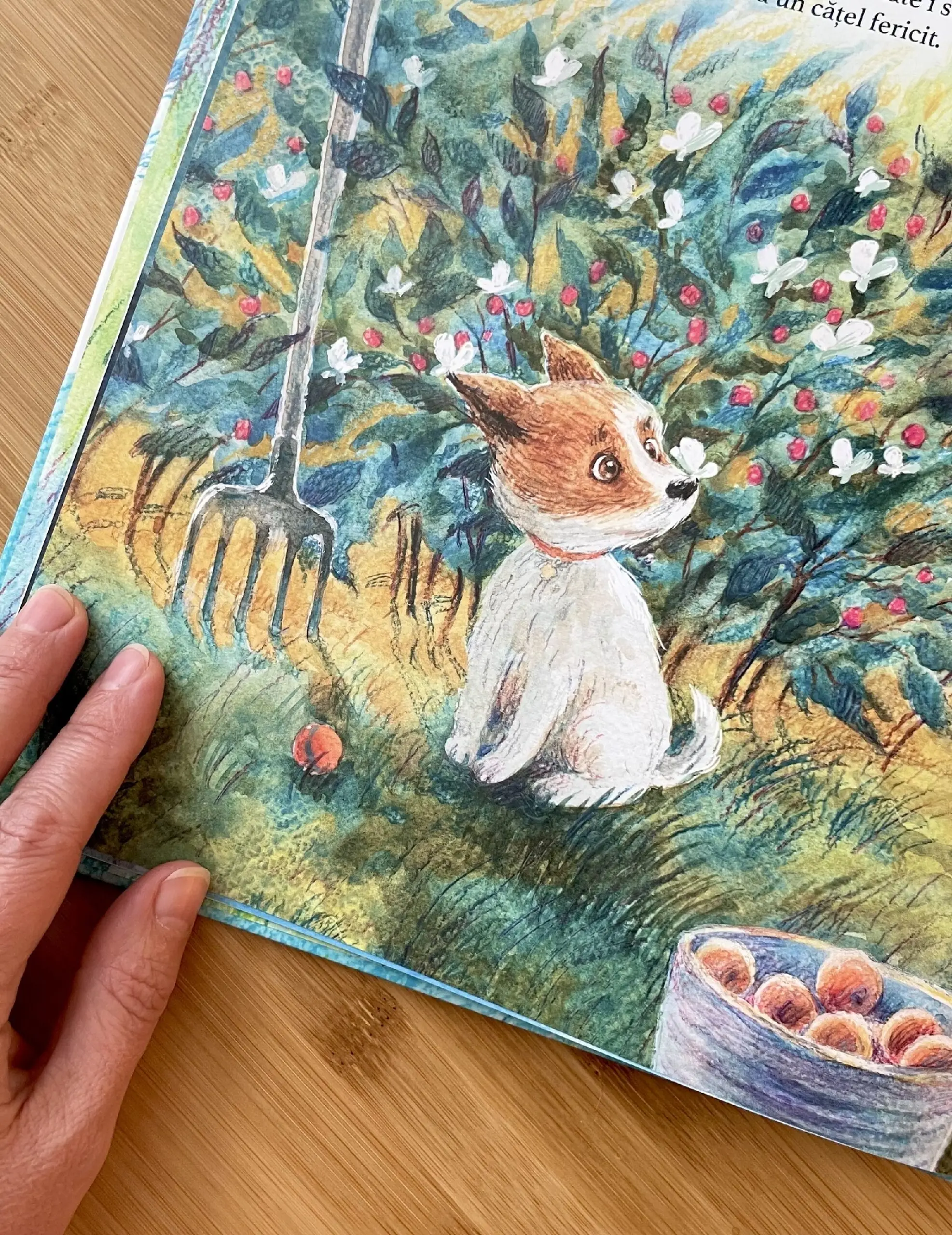 "ORFEU. O călătorie minunată" Carte | Book