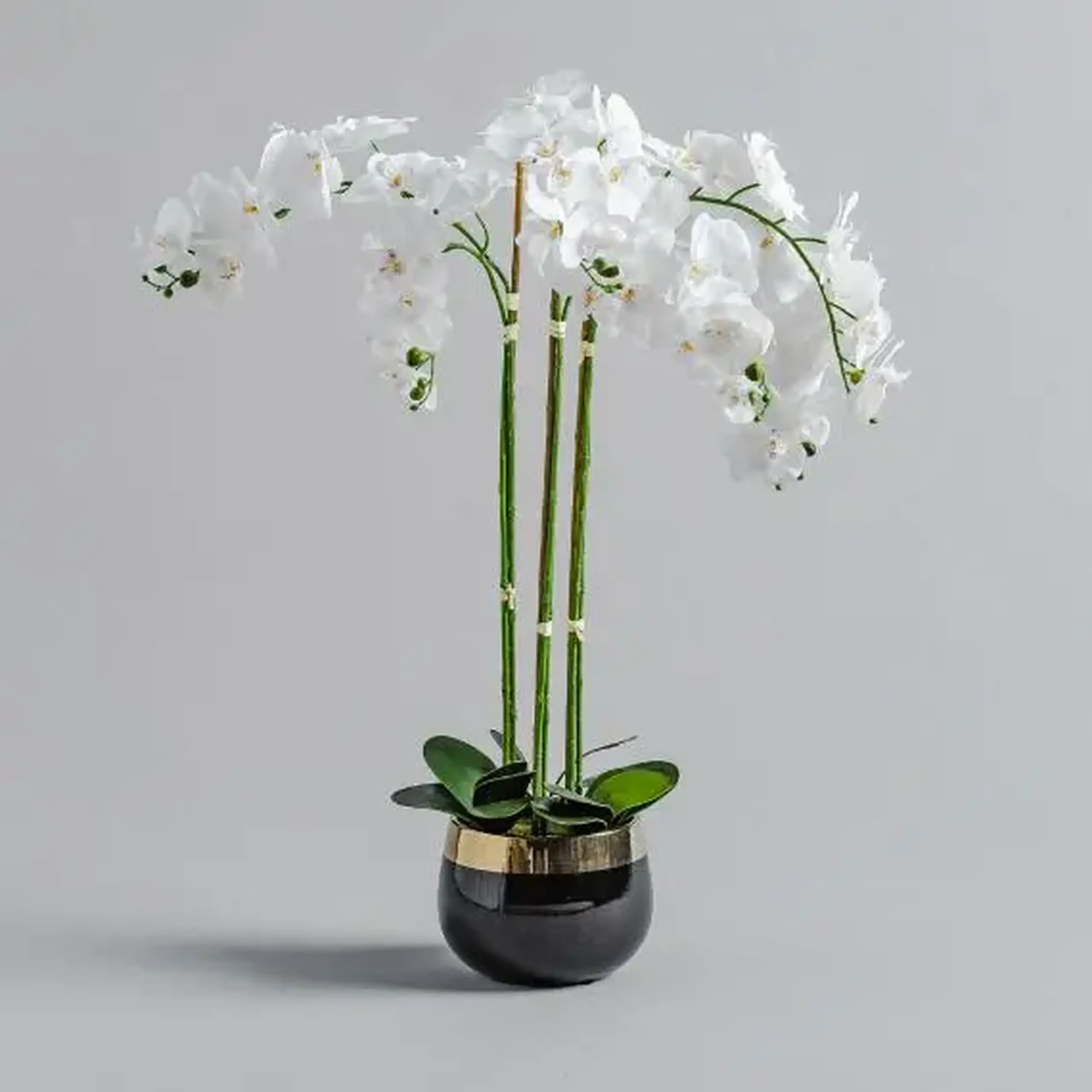 compoziție florală ORCHIDA