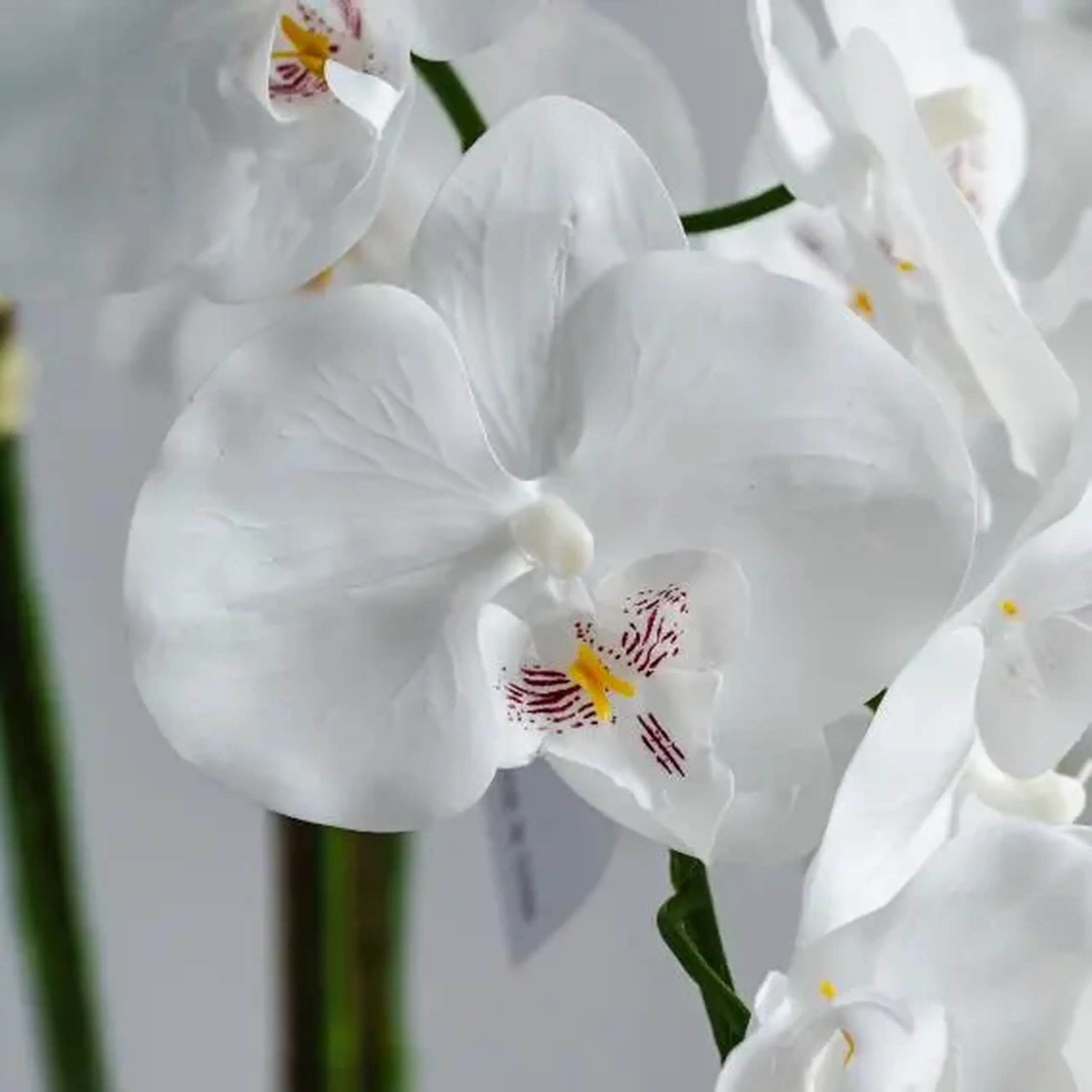 compoziție florală ORCHIDA