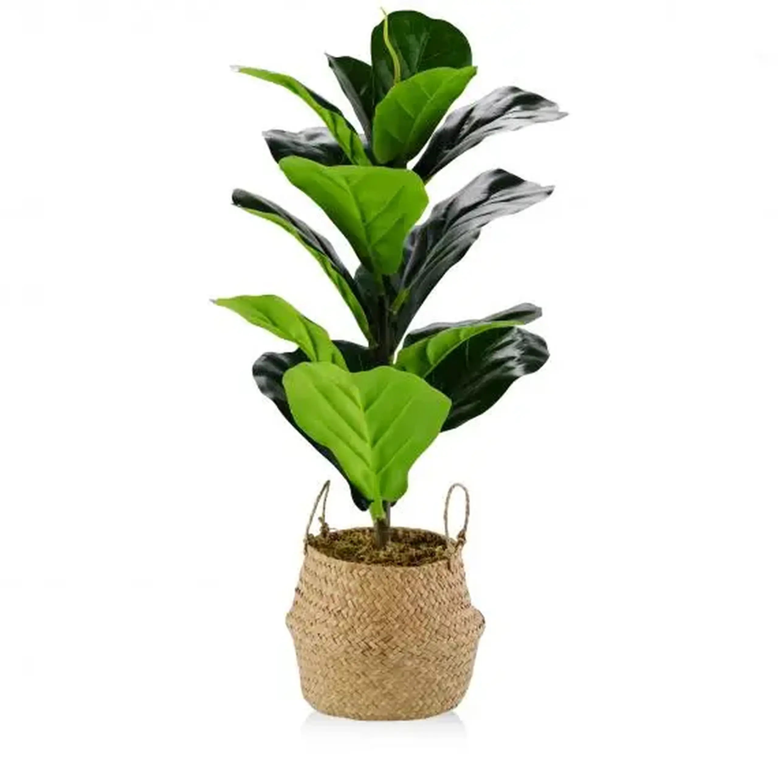 Floare decorativă FICUS