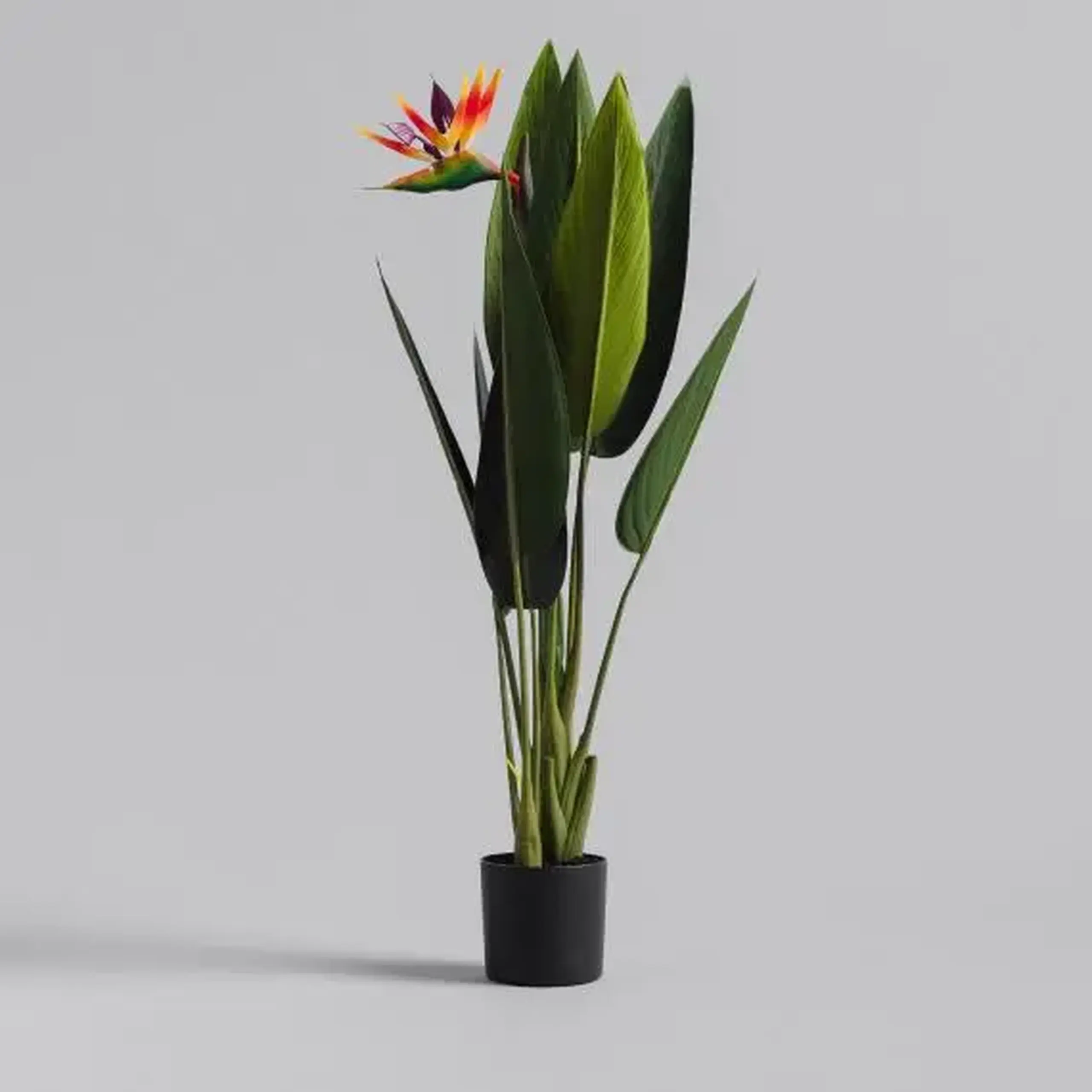 compoziție florală PARROTBEAK