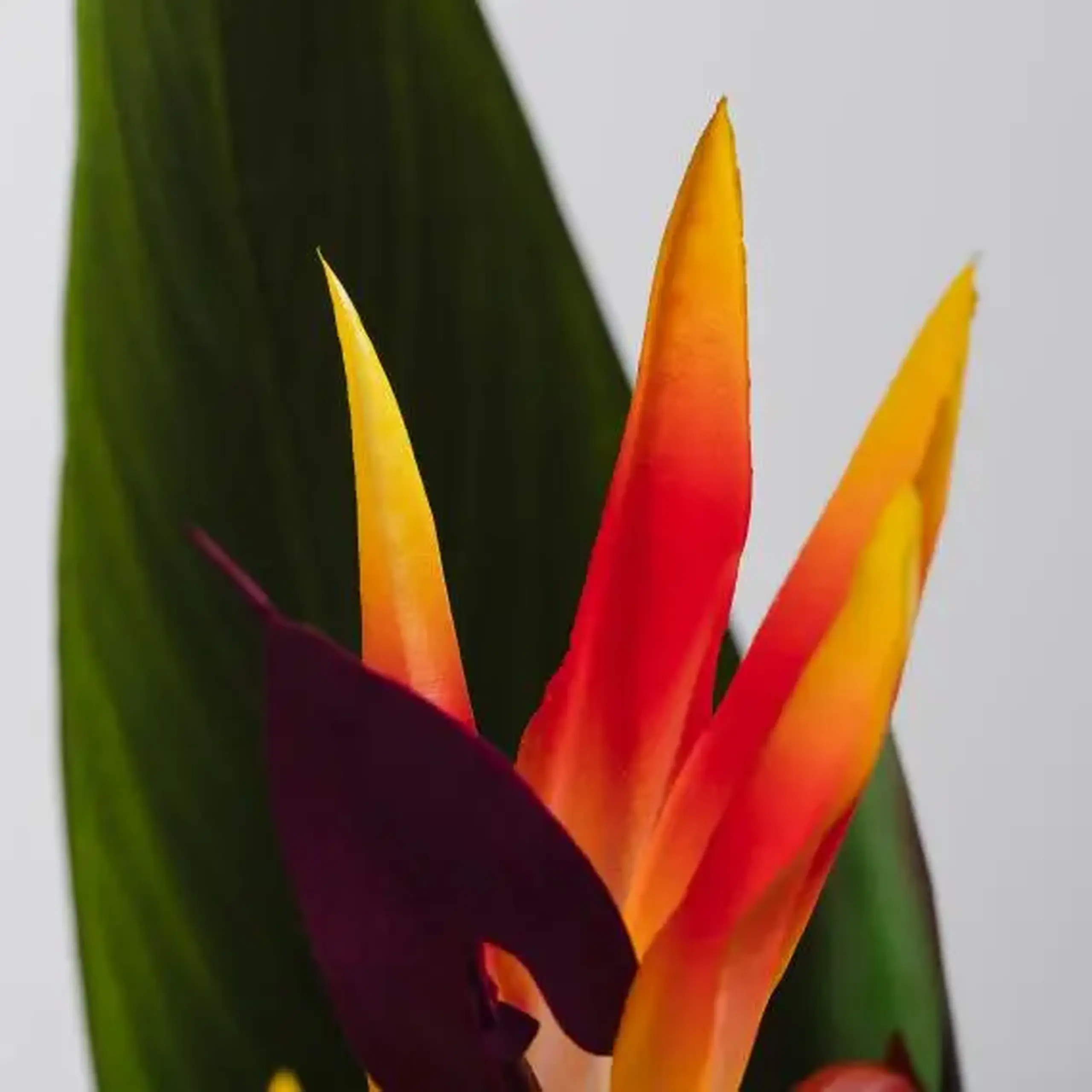 compoziție florală PARROTBEAK