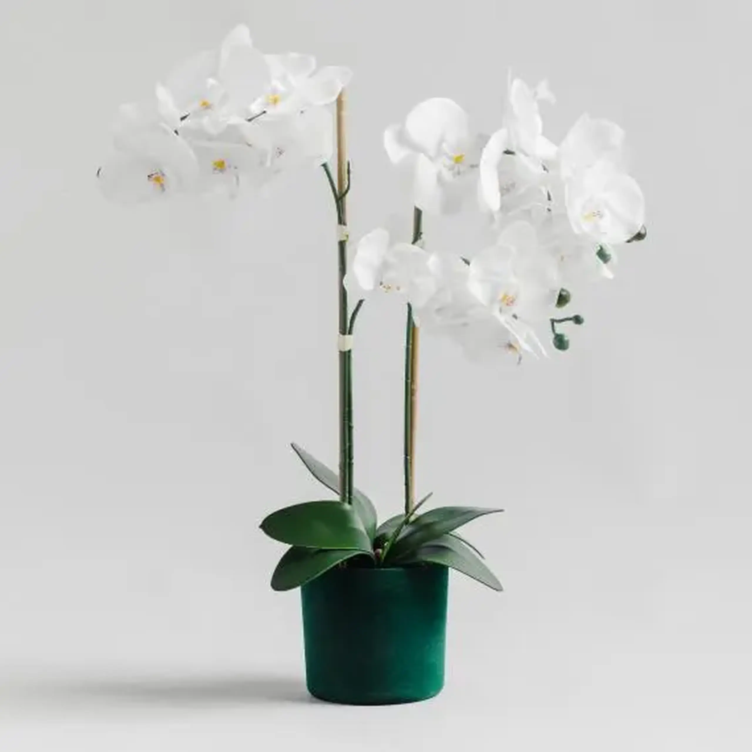 compoziție florală ORCHIVELOSS