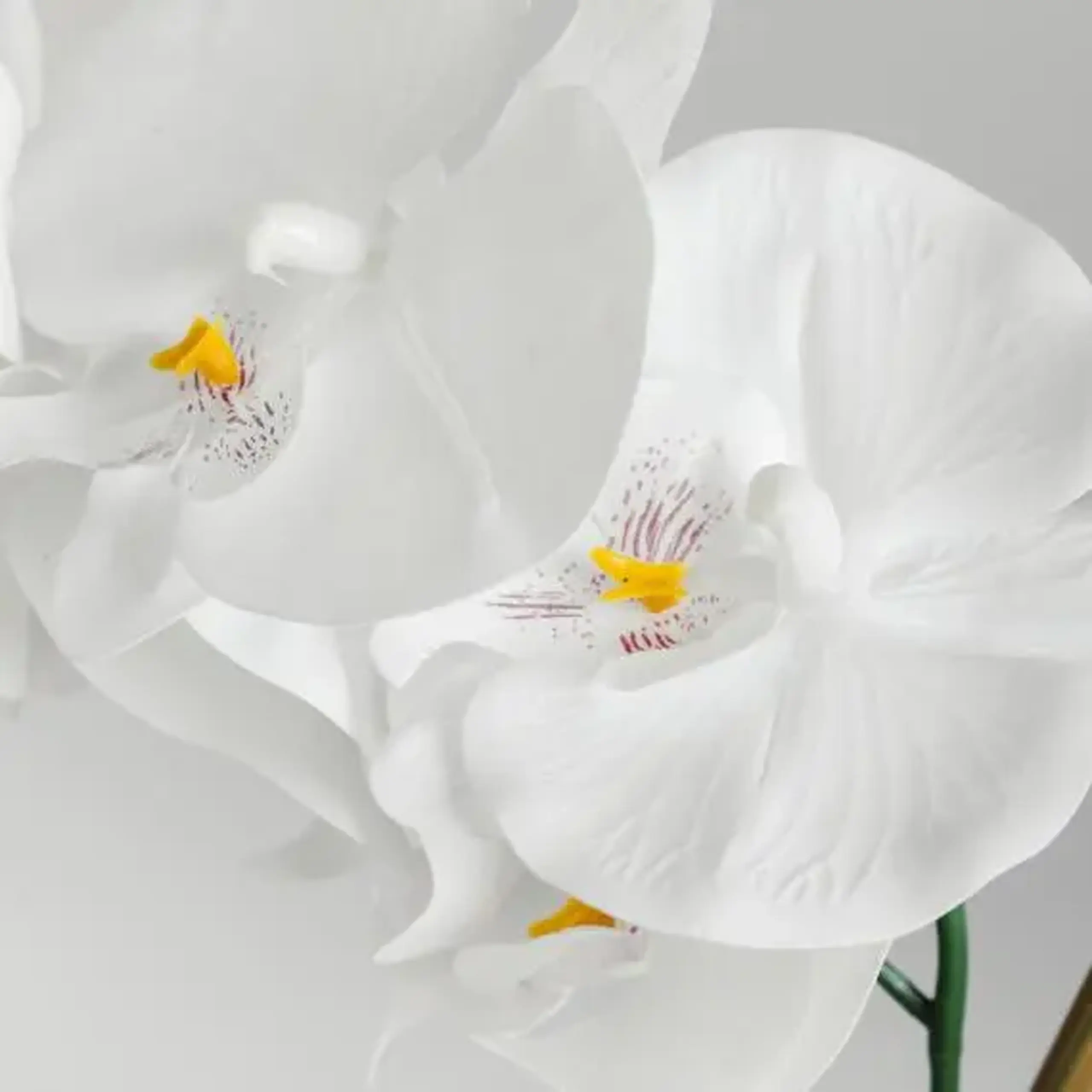 compoziție florală ORCHIVELOSS