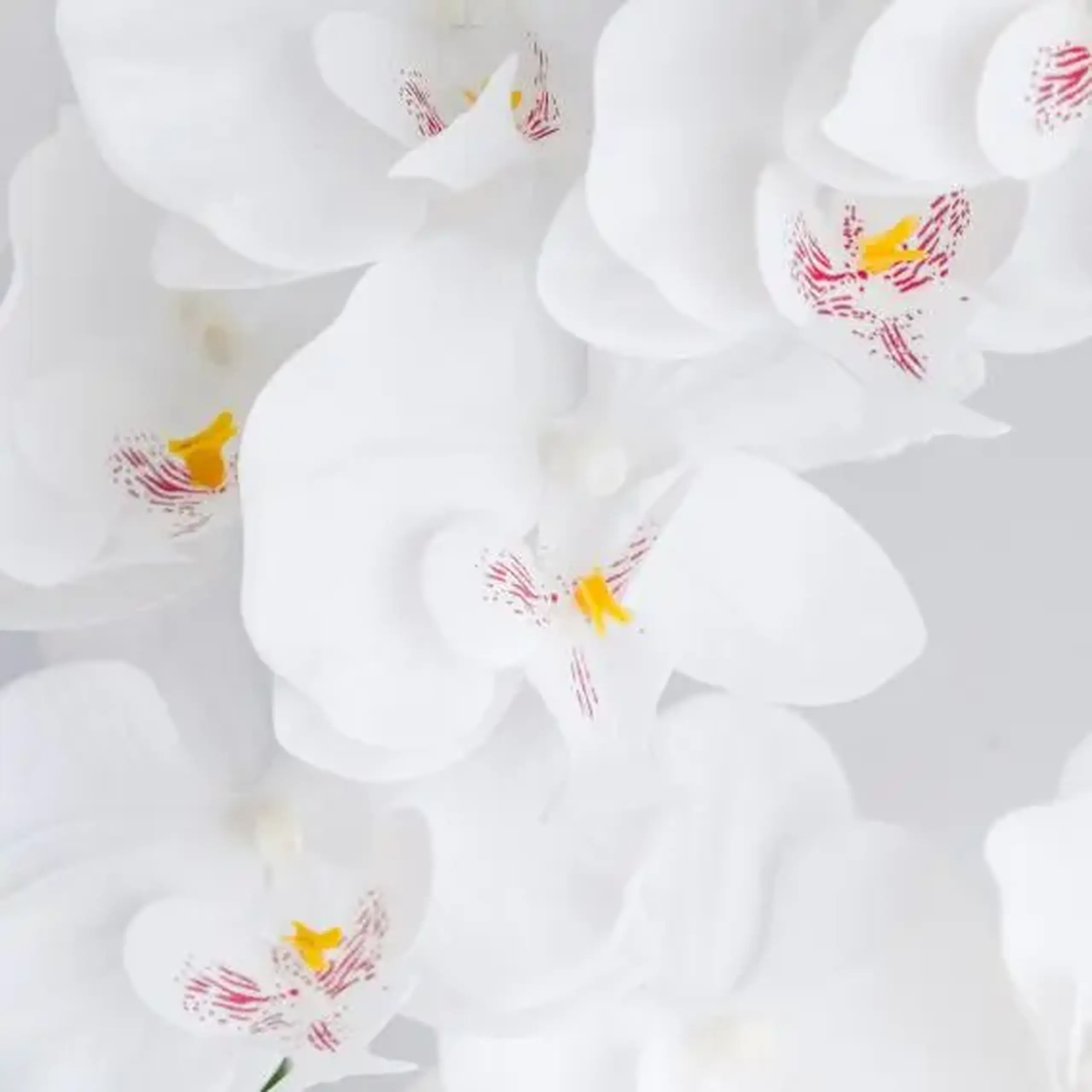 compoziție florală ORCHELLO