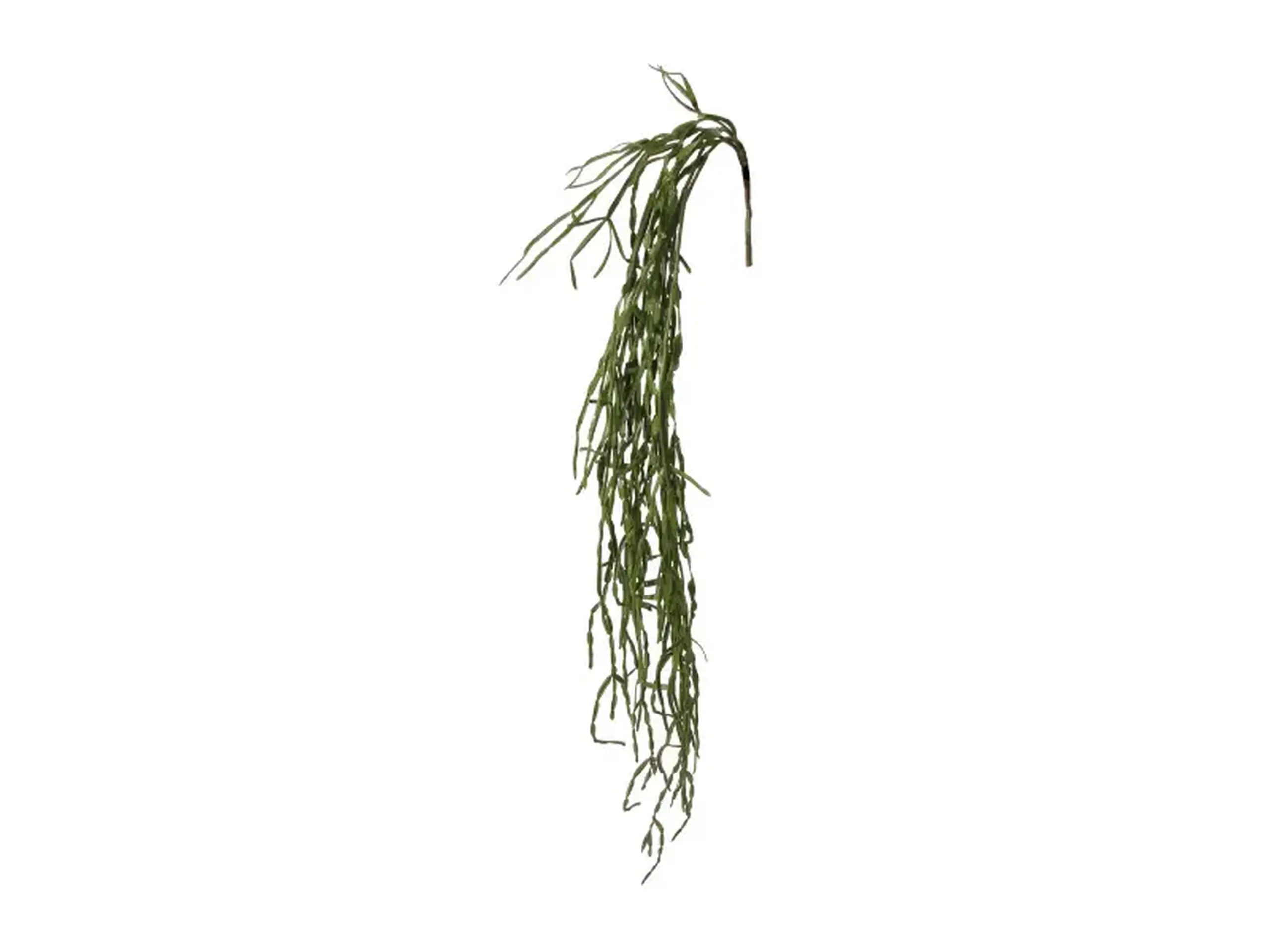 Cactus agatator verde