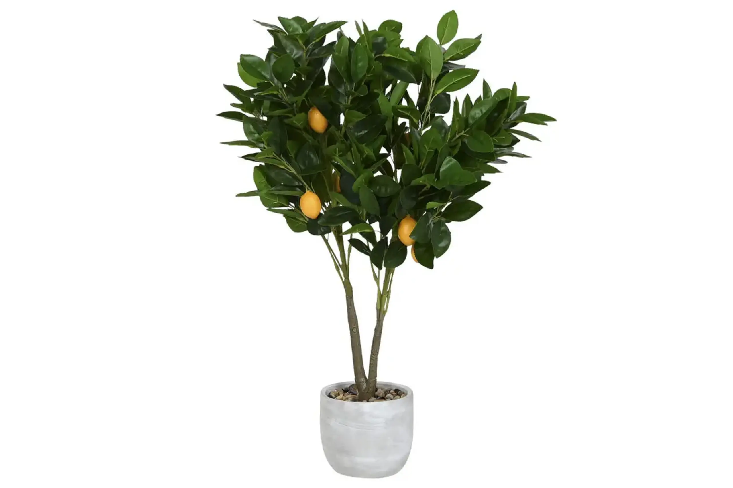 Copac decorativ „Lemon” în ghiveci 80cm