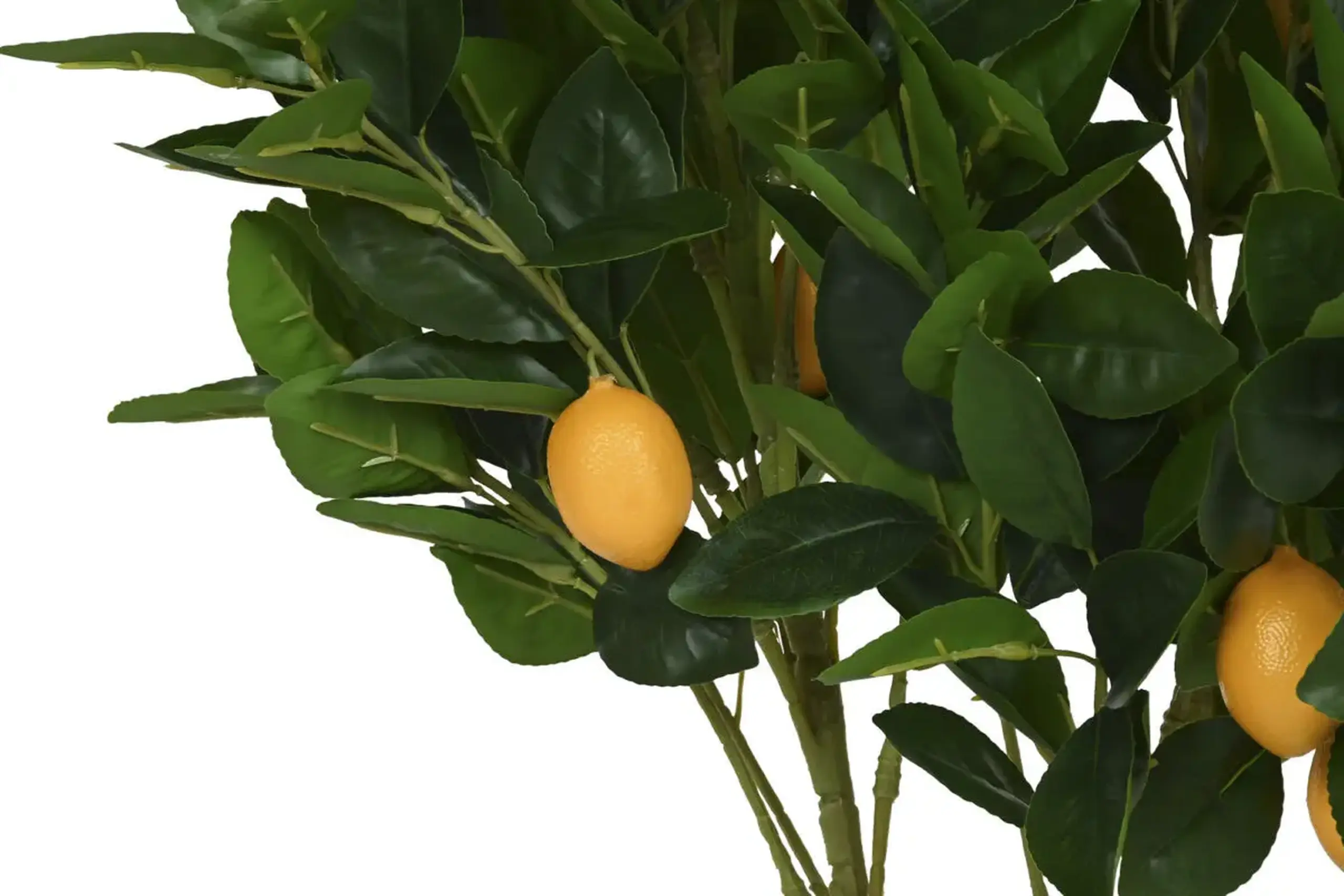 Copac decorativ „Lemon” în ghiveci 80cm
