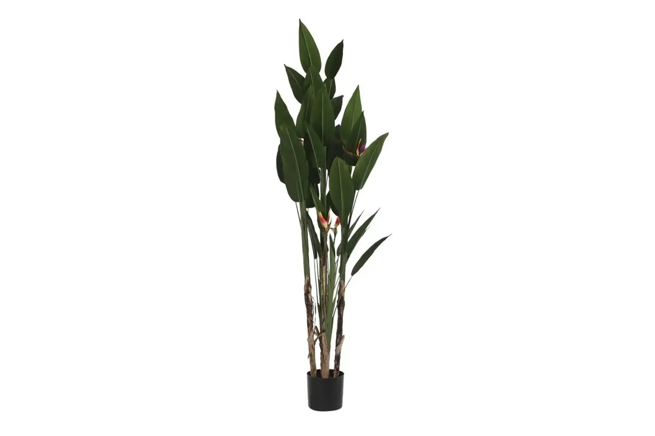 Copac decorativ „EXOTIC”