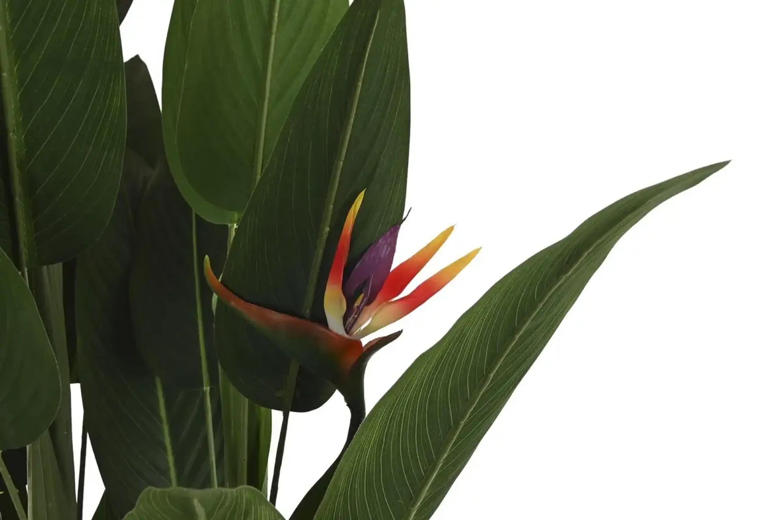 Copac decorativ „EXOTIC”