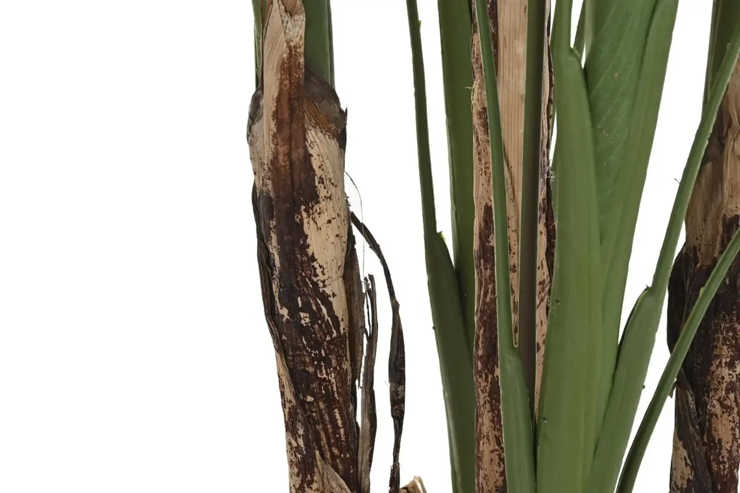 Copac decorativ „EXOTIC”