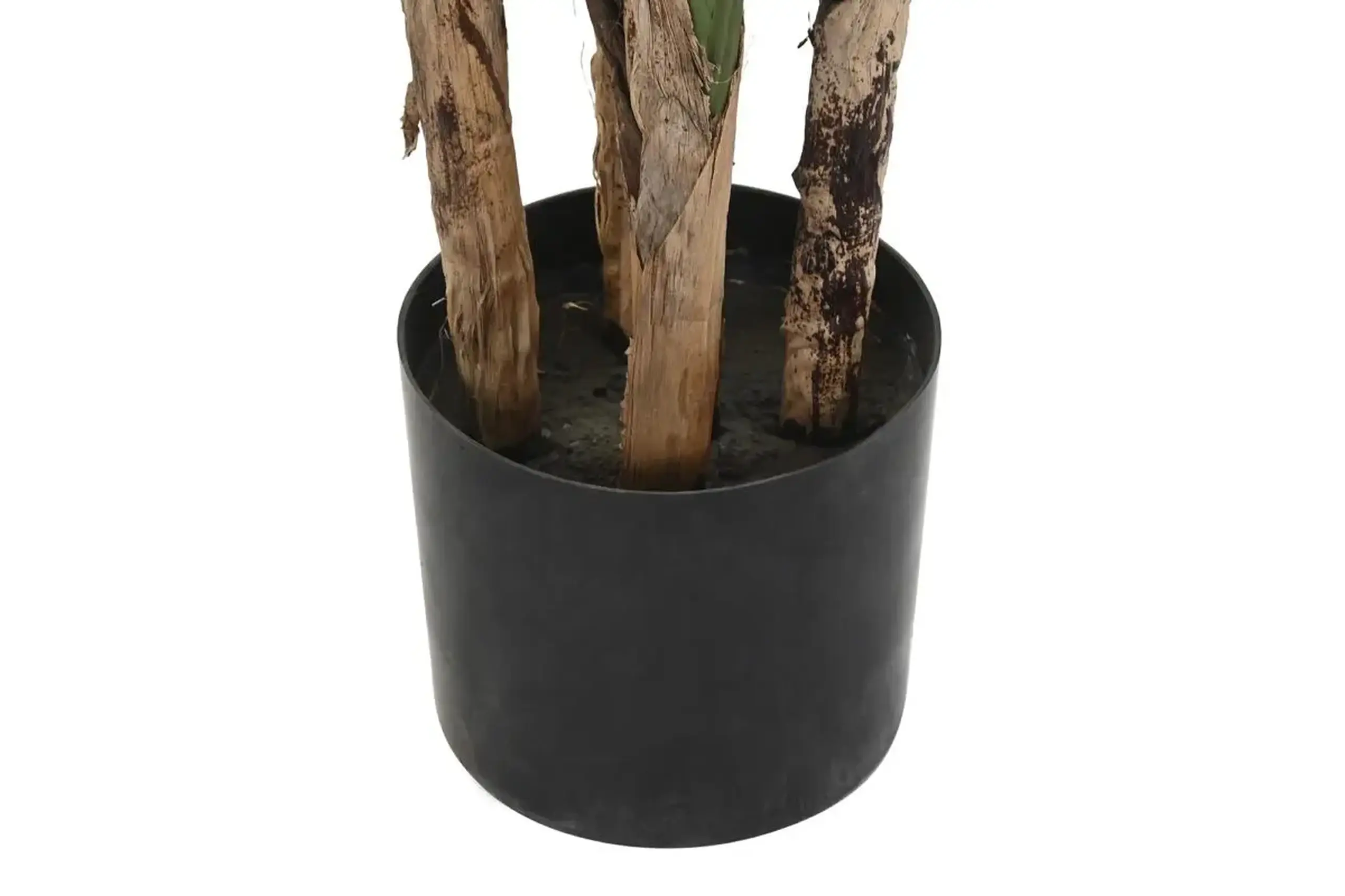 Copac decorativ „EXOTIC”