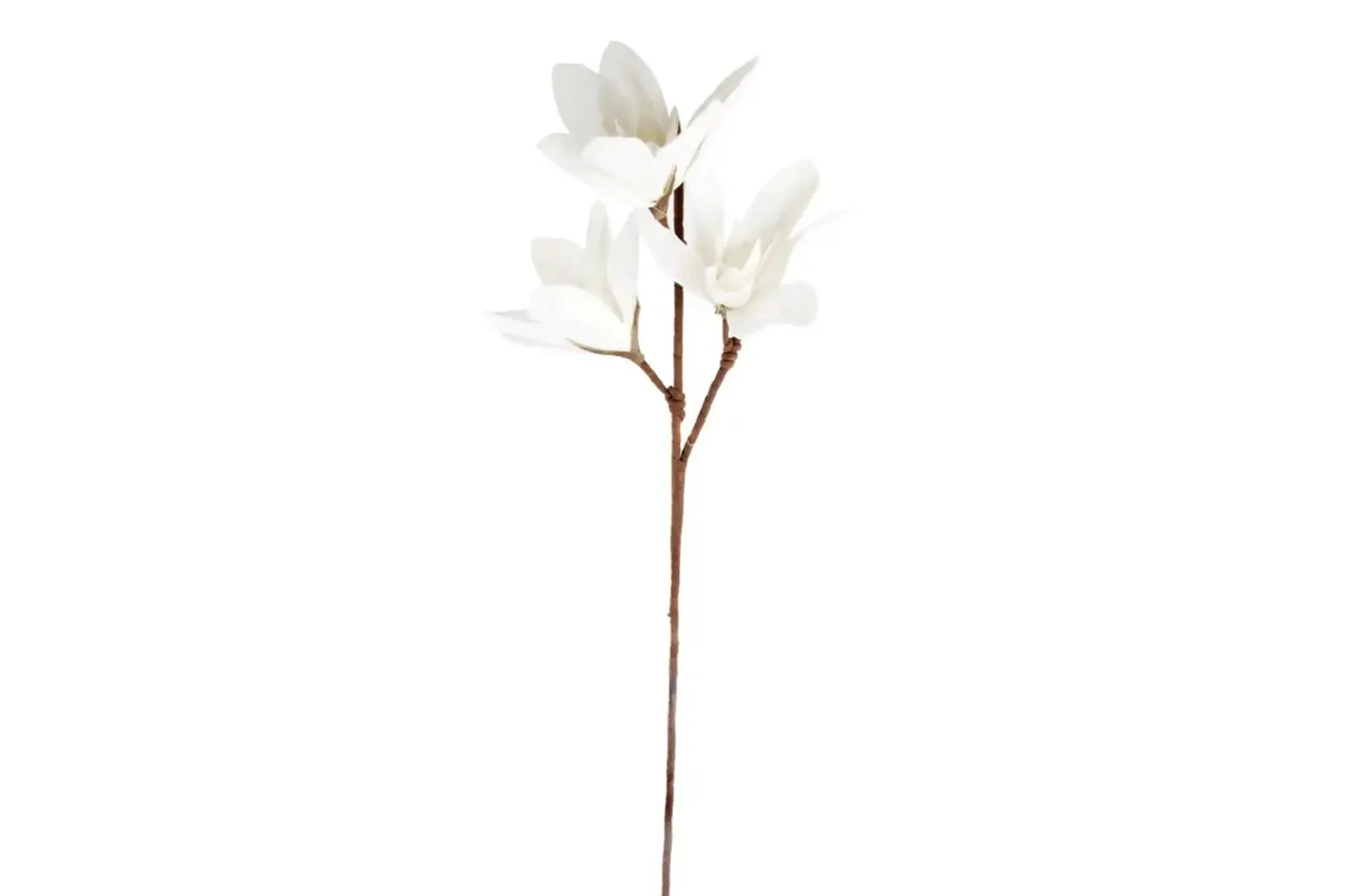 Crenguță MAGNOLIE albă 100cm