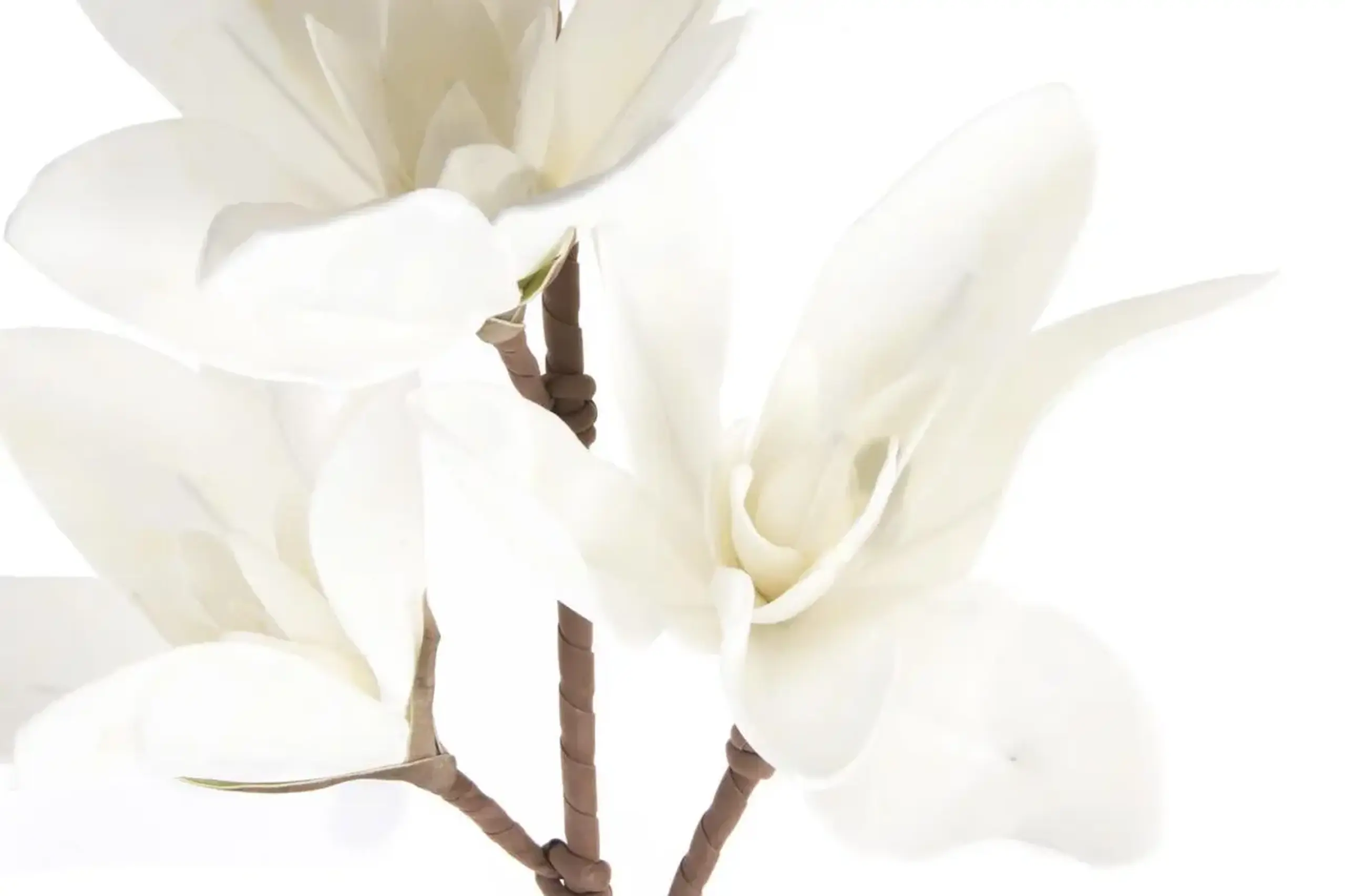 Crenguță MAGNOLIE albă 100cm