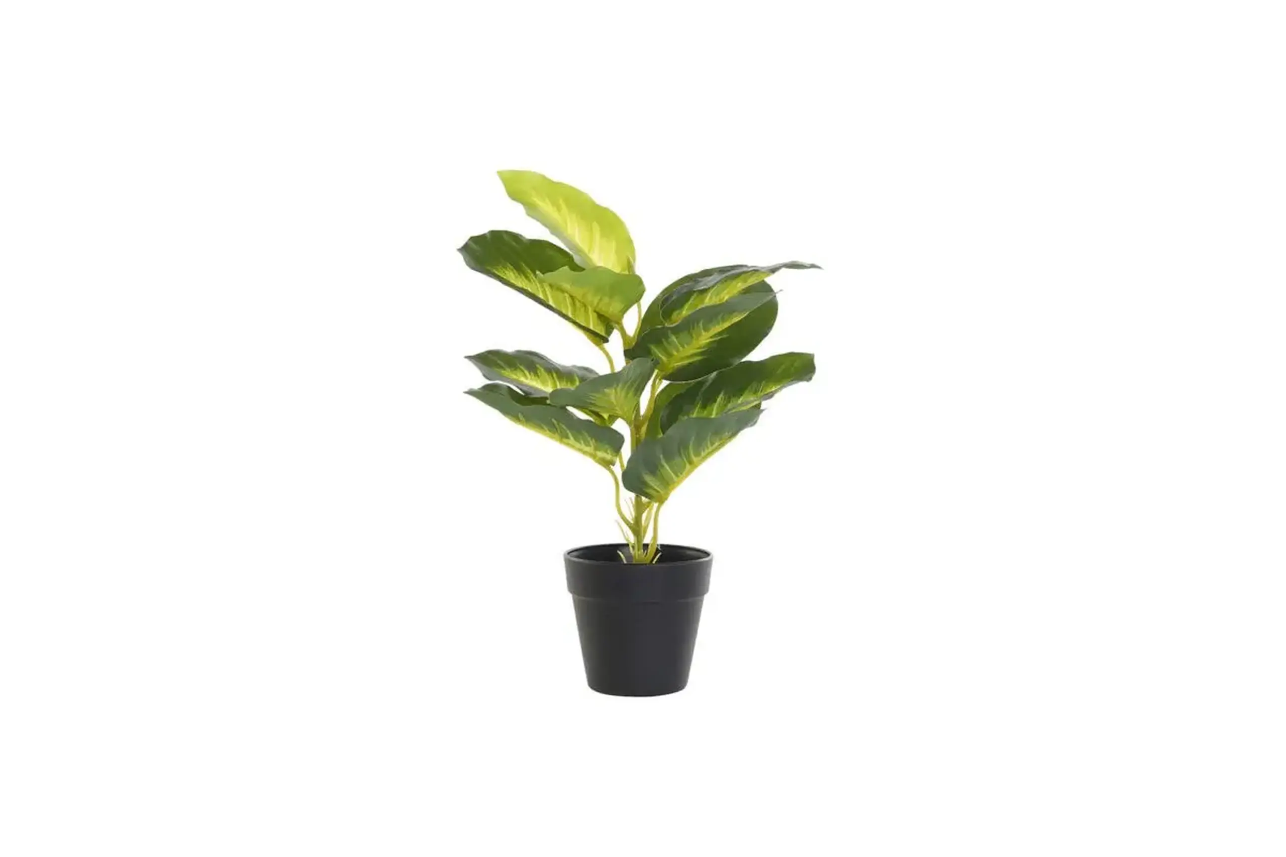 Plantă decorativă DIEFEMBAQUIA GREEN