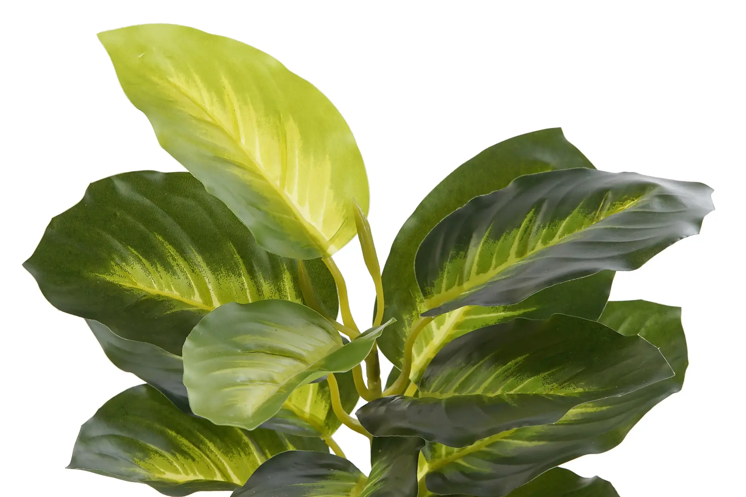 Plantă decorativă DIEFEMBAQUIA GREEN