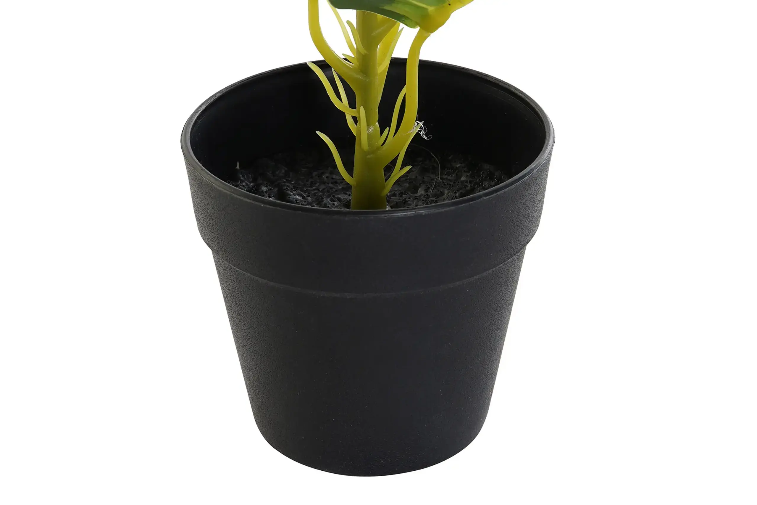 Plantă decorativă DIEFEMBAQUIA GREEN