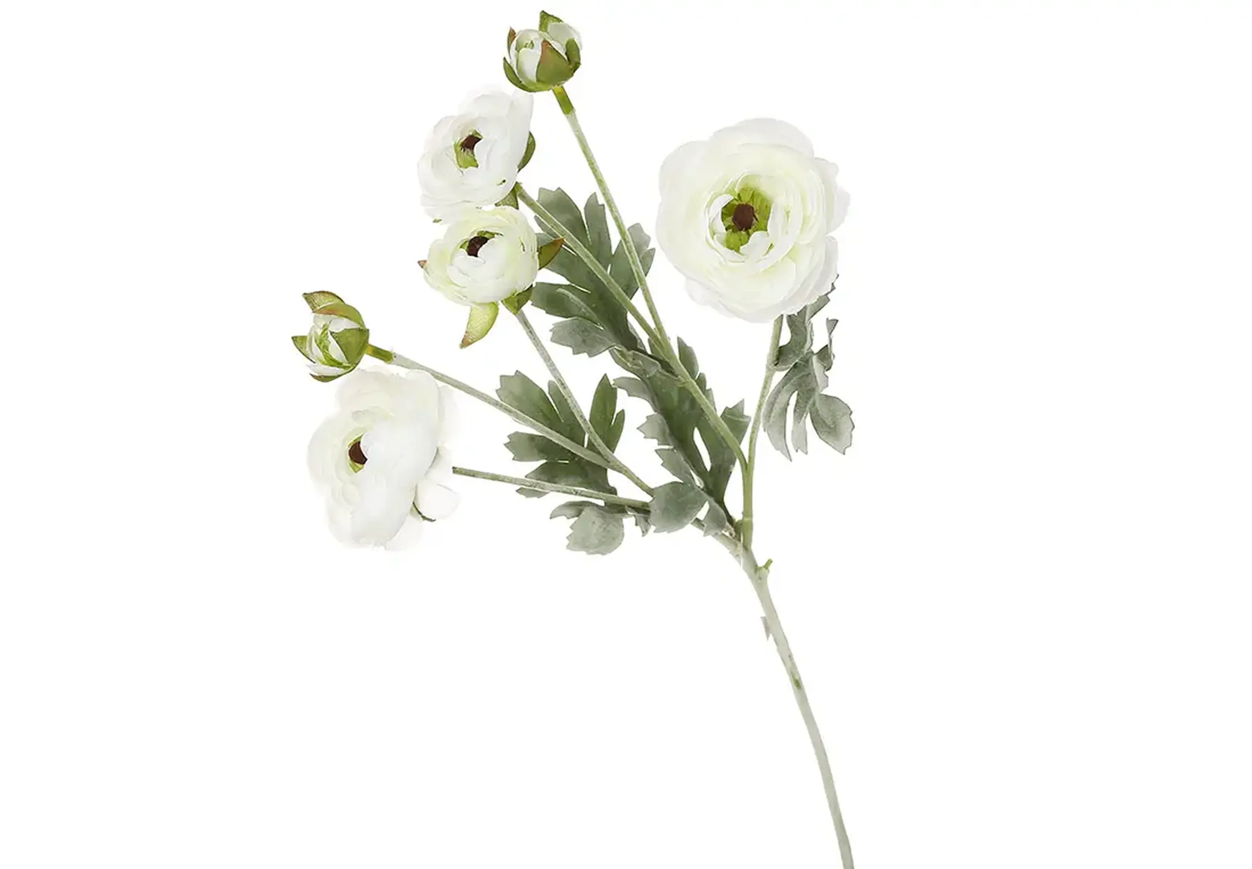 Creangă de Ranunculus alb, 67cm