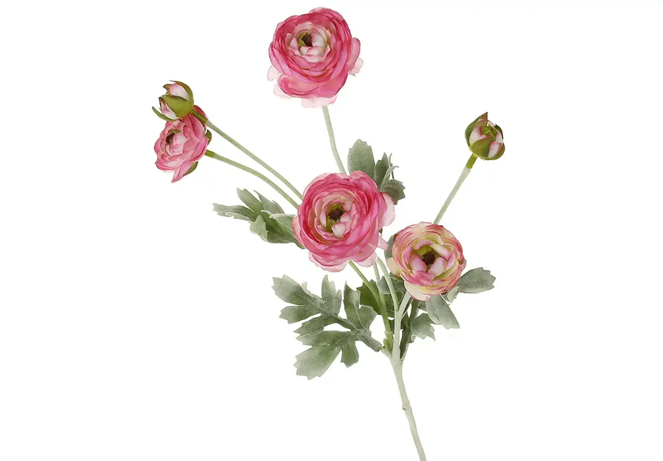 Creangă de Ranunculus, 67cm