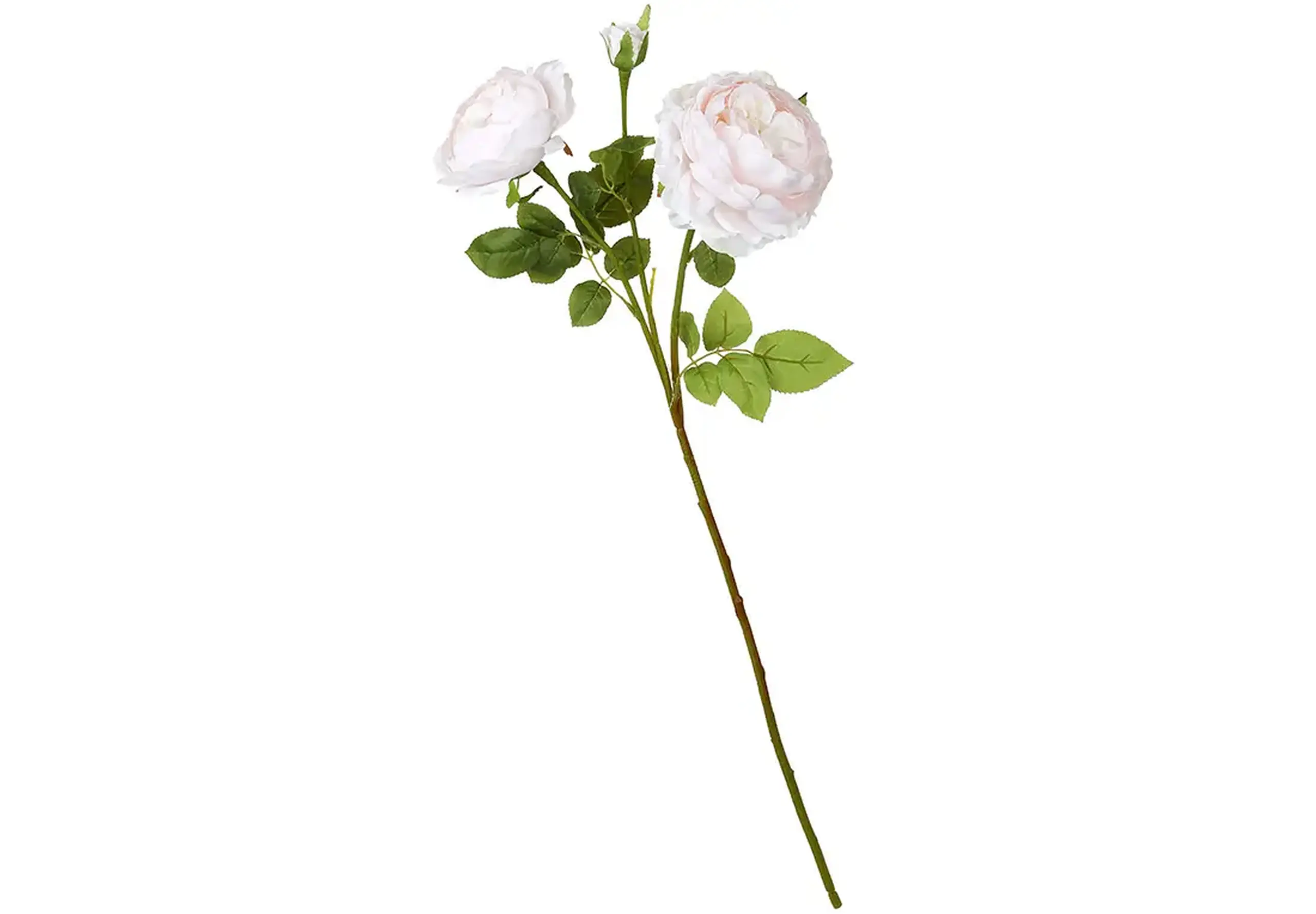 Trandafir cu flori de bujor, 78cm