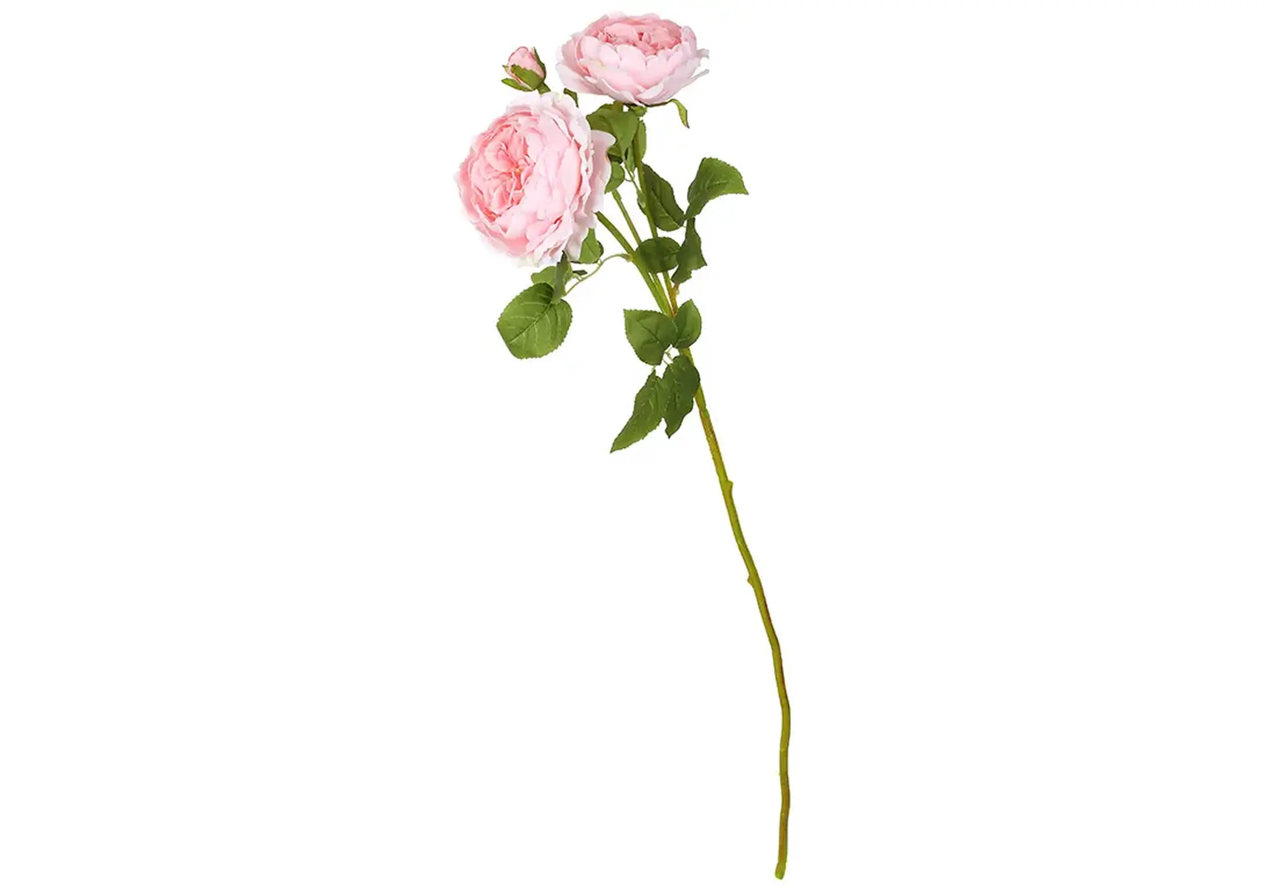Trandafir cu flori de bujor, 78cm