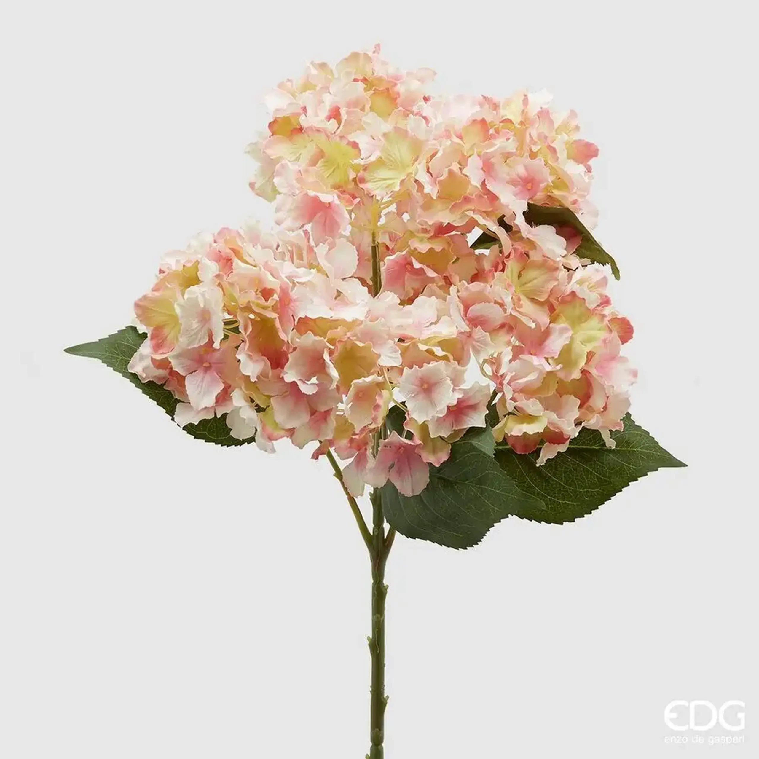 Hortensie Pink Cream