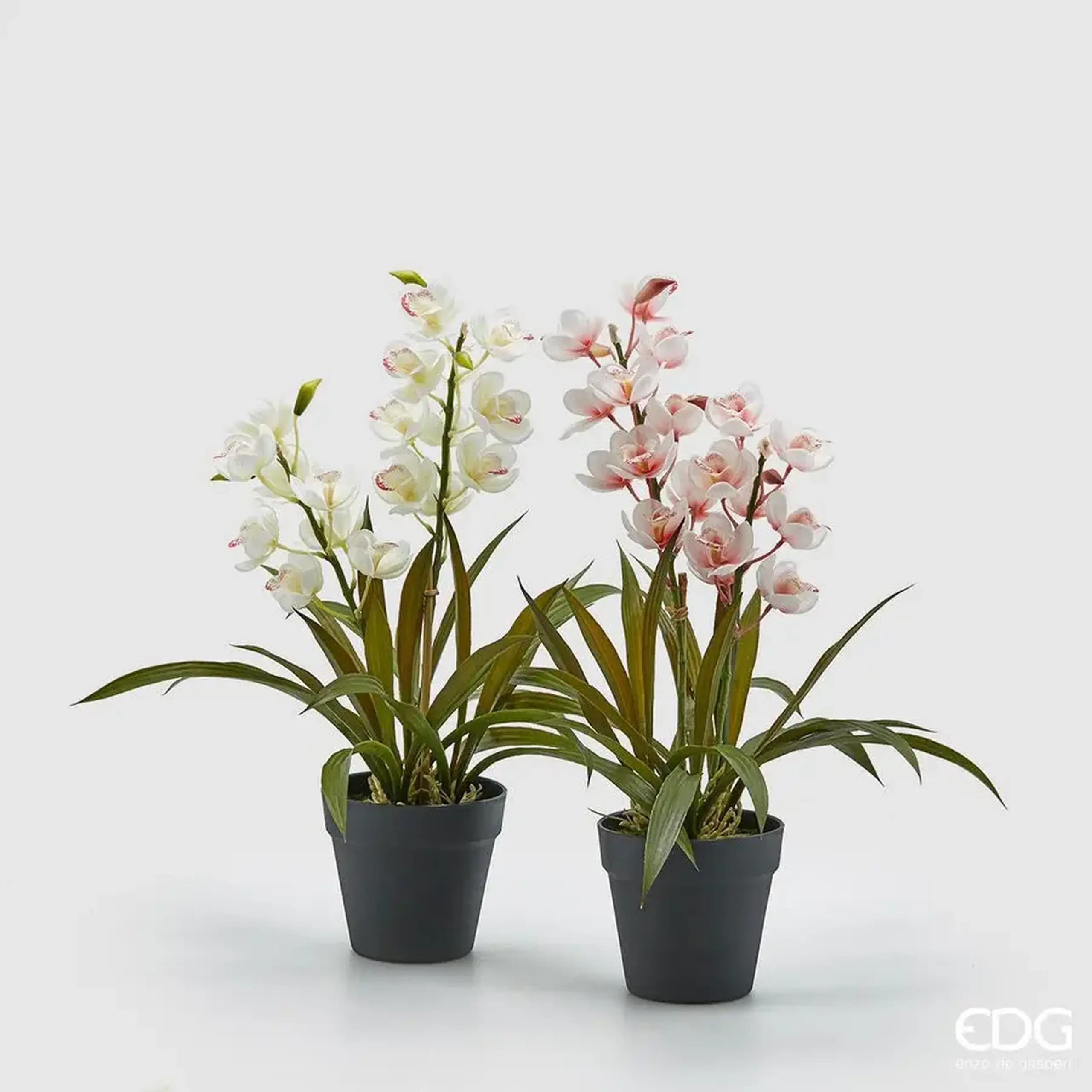 Orhidee decorativă White Pink