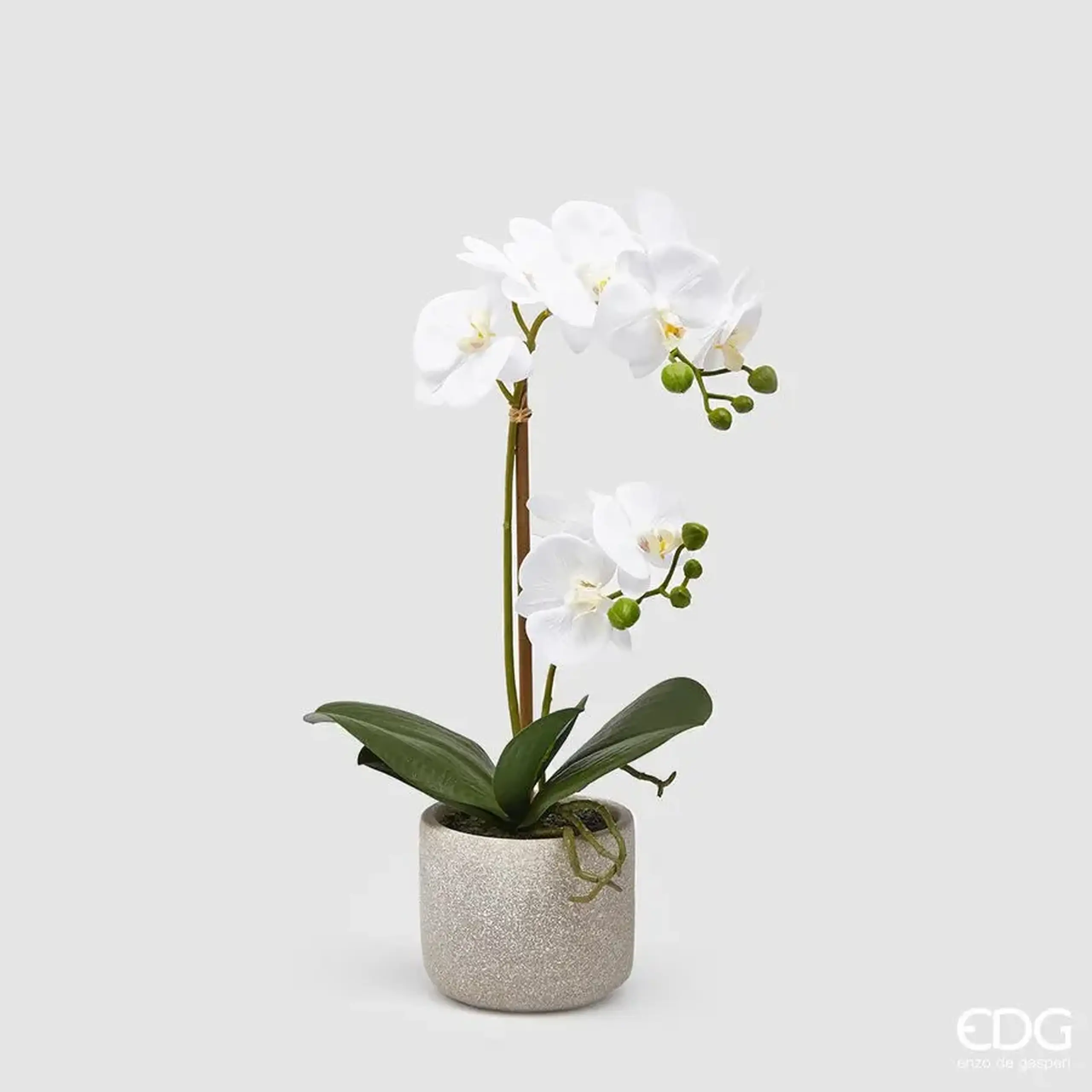 Orhidee decorativă White