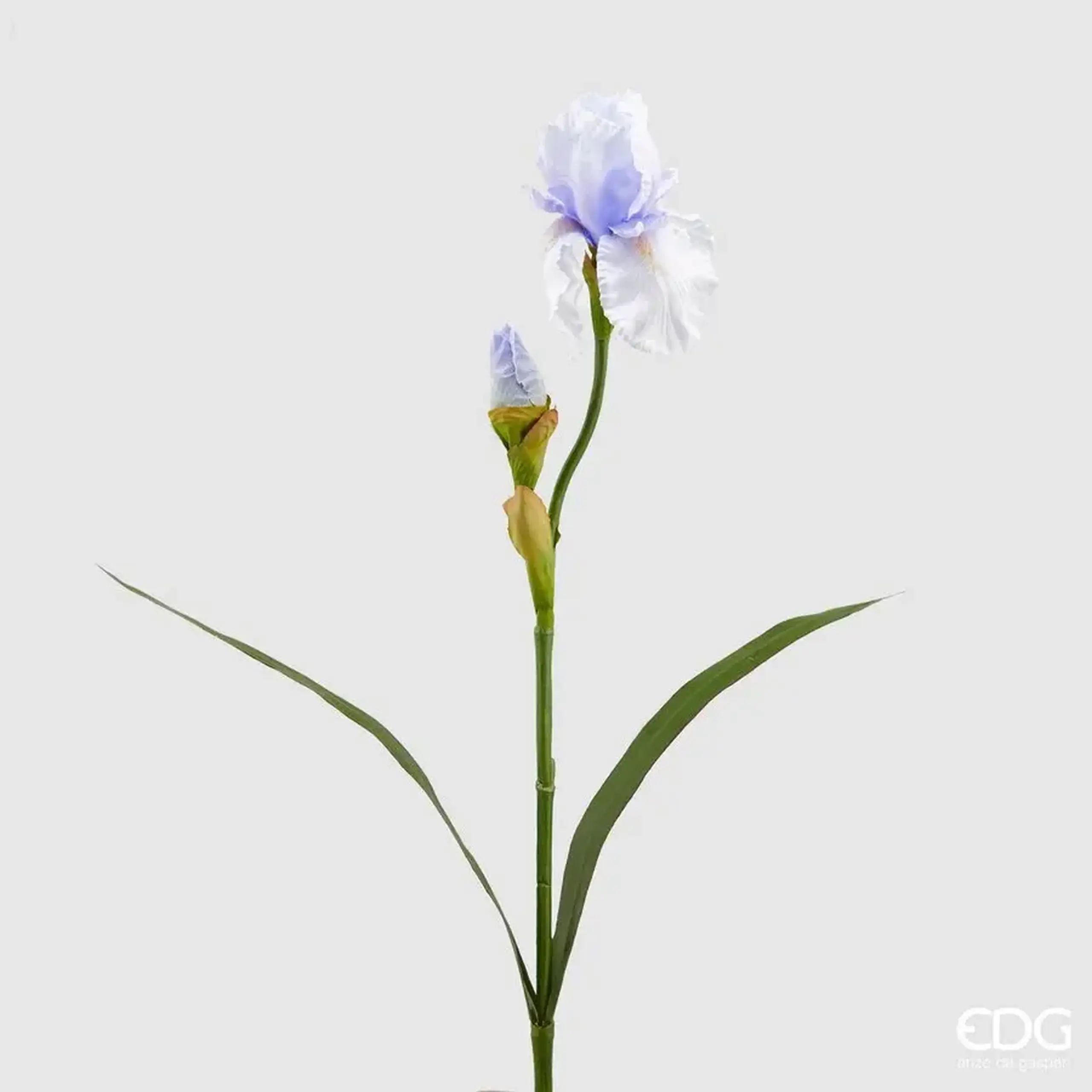 Iris Indigo
