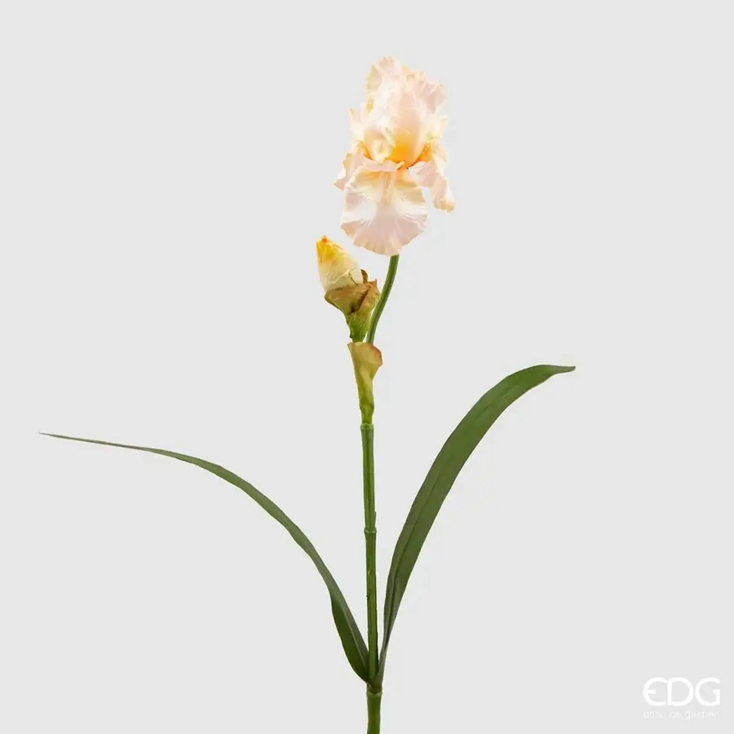 Iris Light Peach