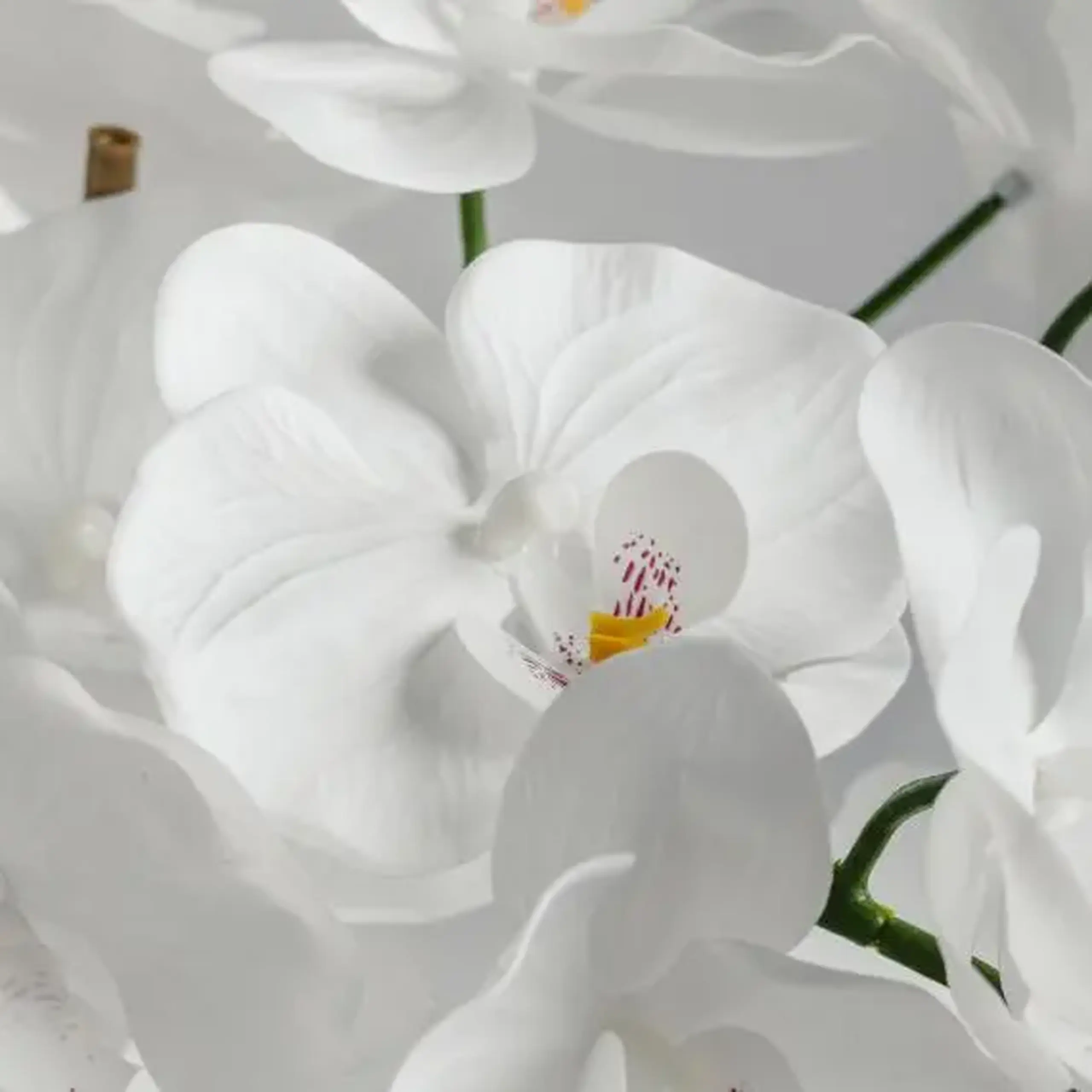 compoziție florală ORCHIDANOS
