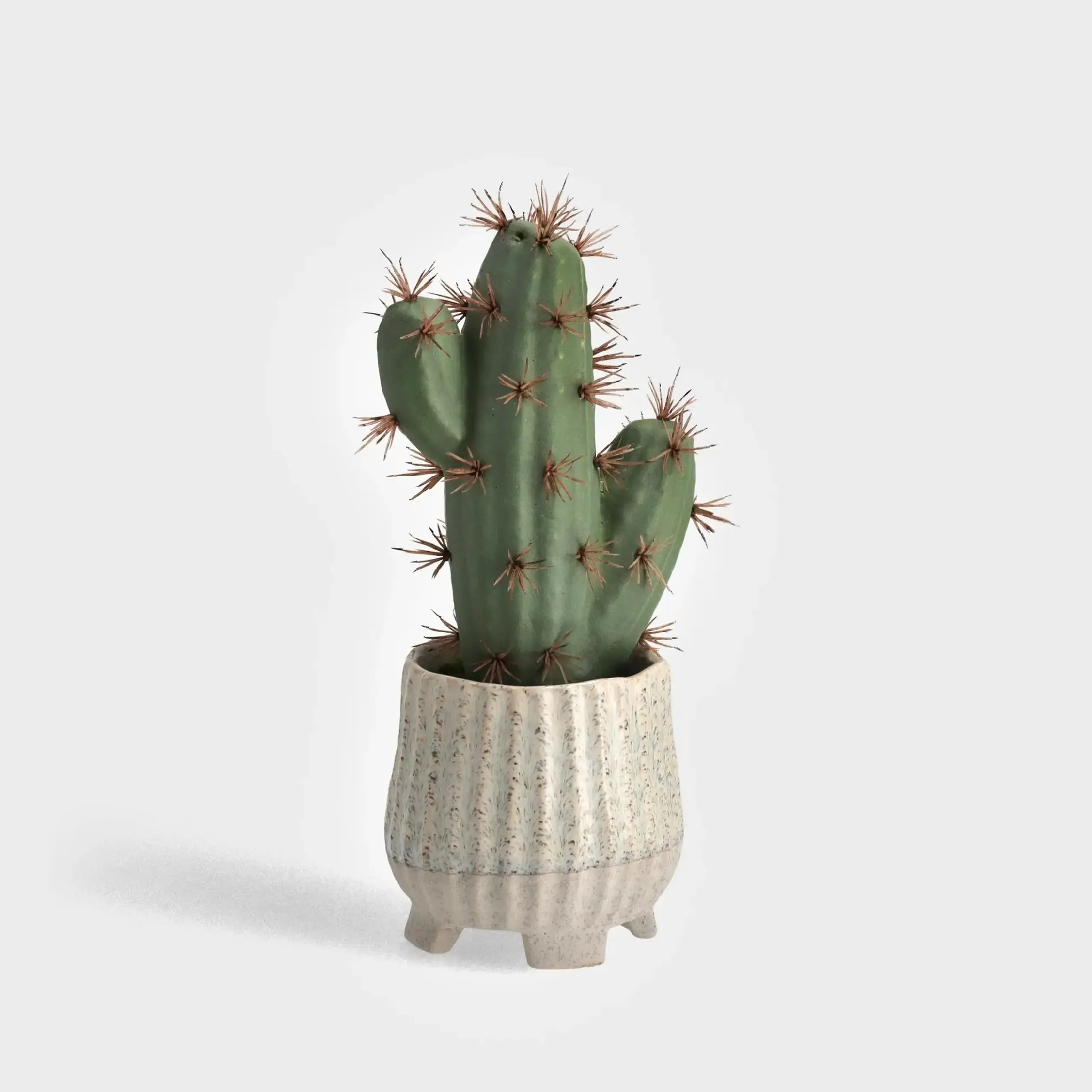 Plantă decorativă ECHINOCACTUS