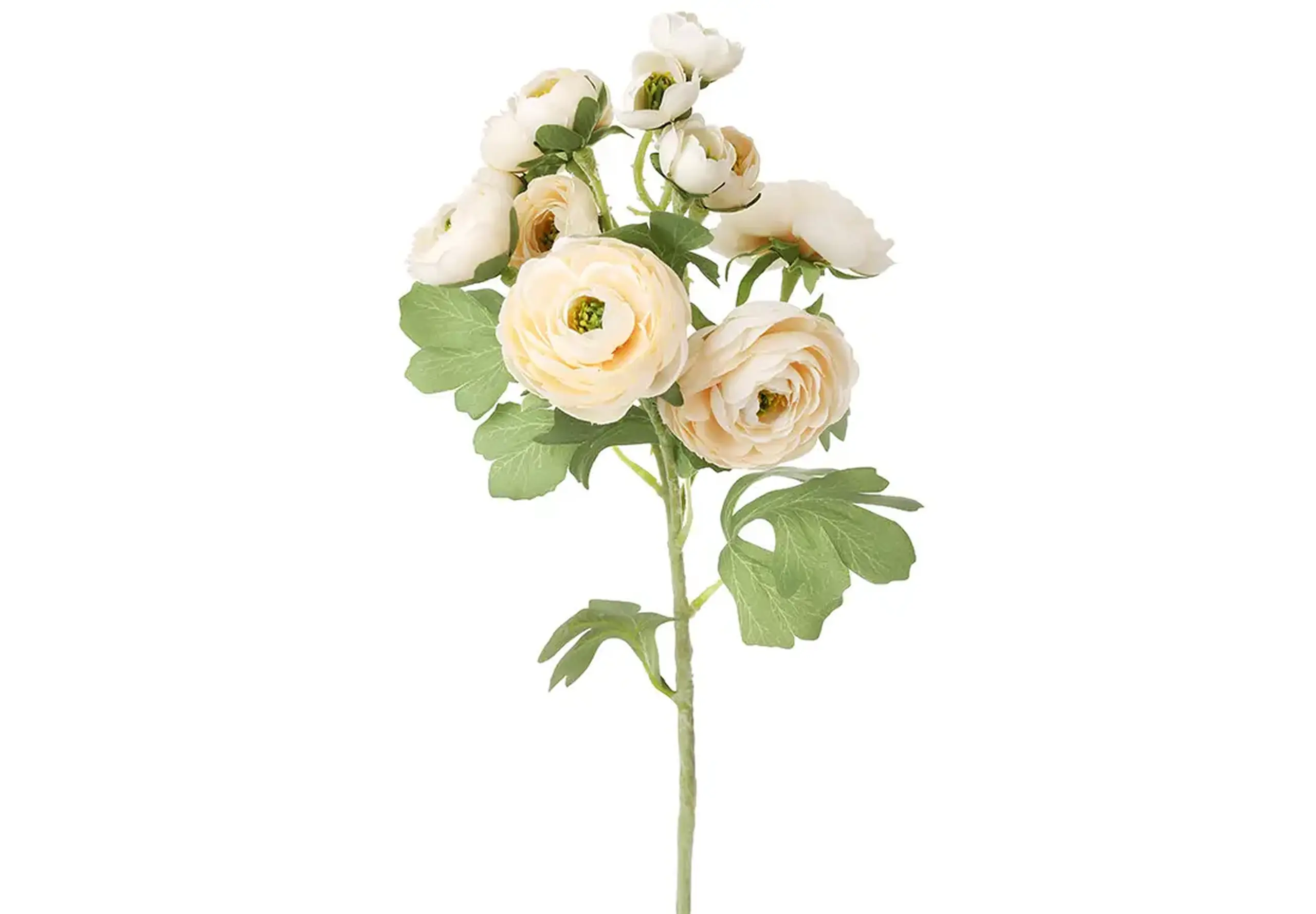Crenguță de Ranunculus, 54cm