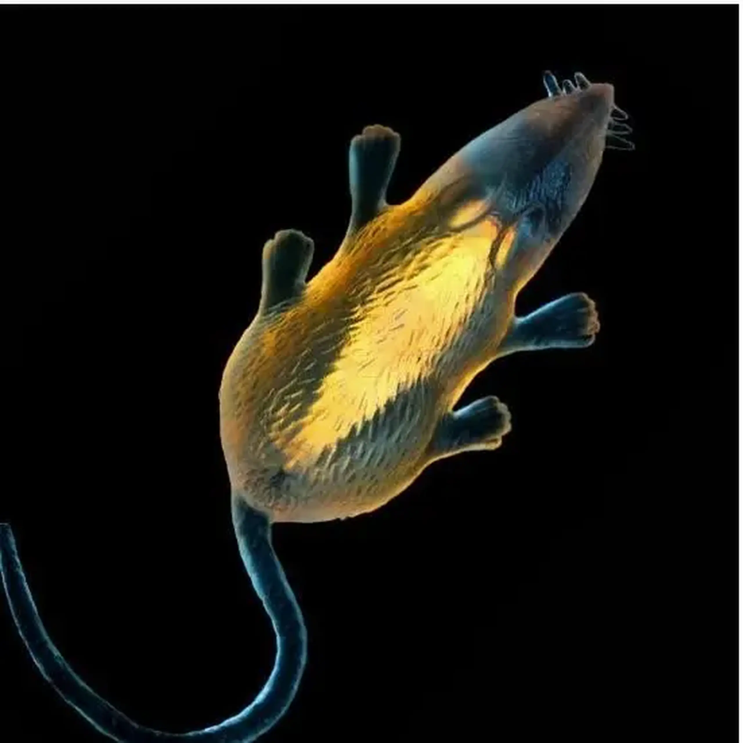 Jucarie fluorescenta