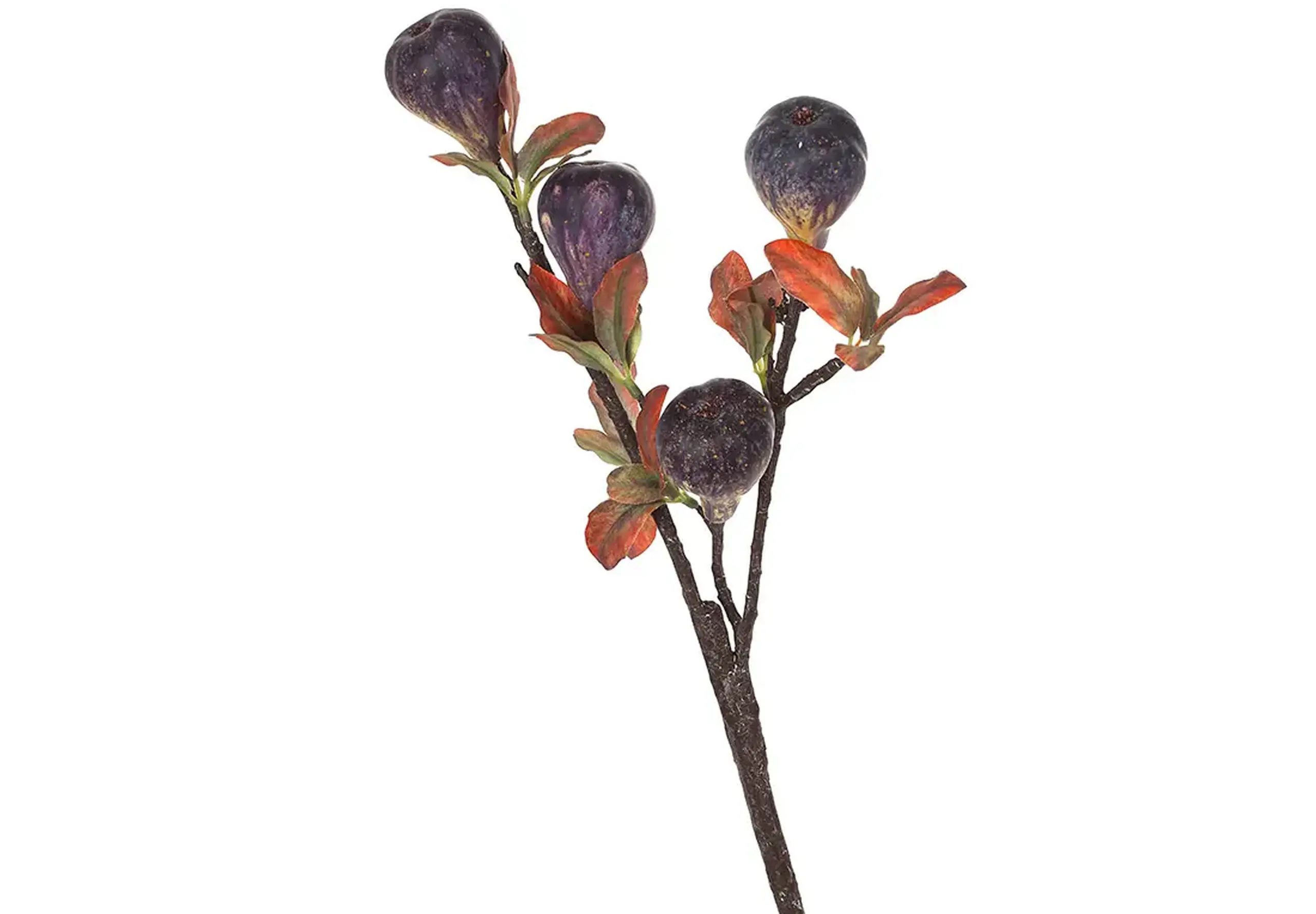 Crenguță de Smochine, 57cm