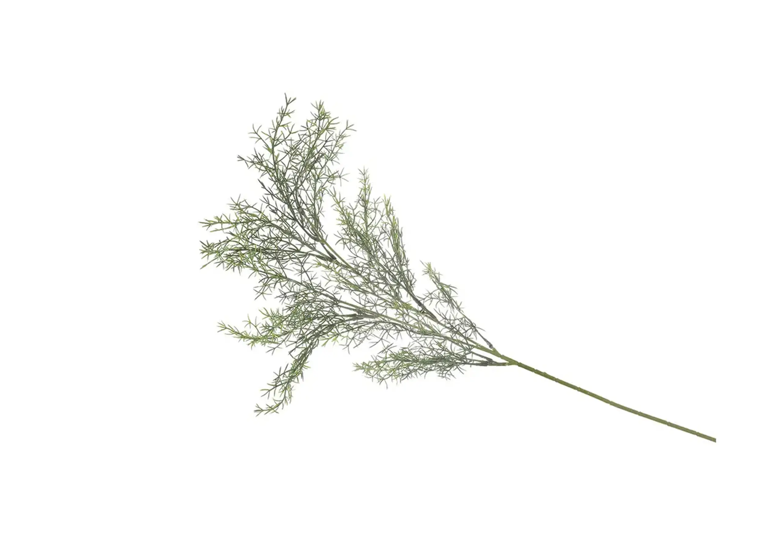 Creangă de Sparanghel, 82cm