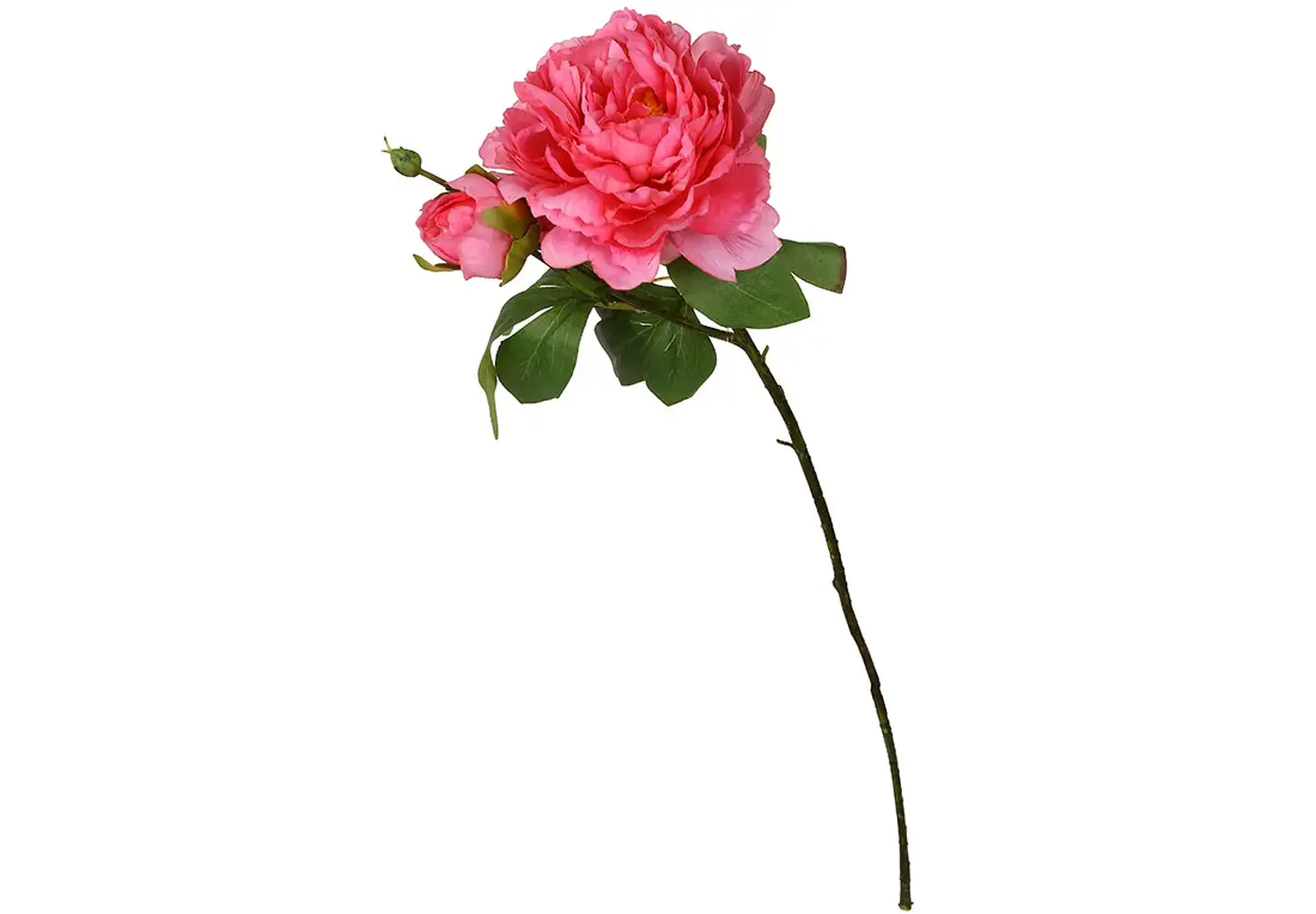 Bujor dublu pe tulpină, 64cm