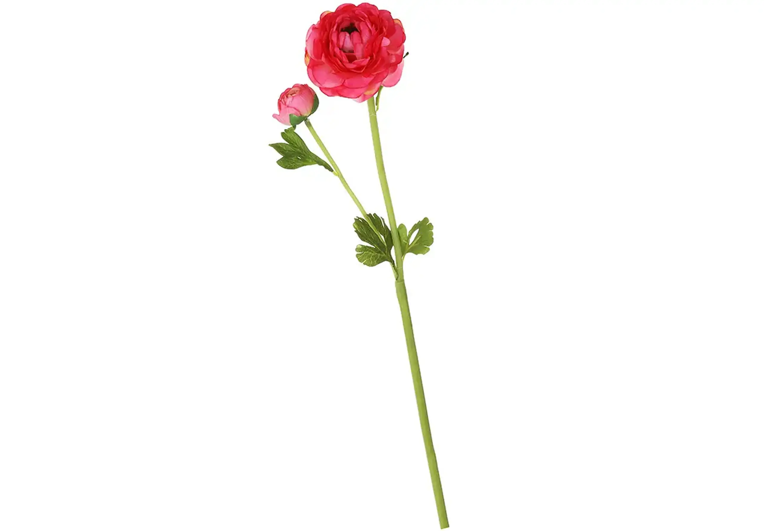 Ranunculus Deluxe 52 cm roz intens