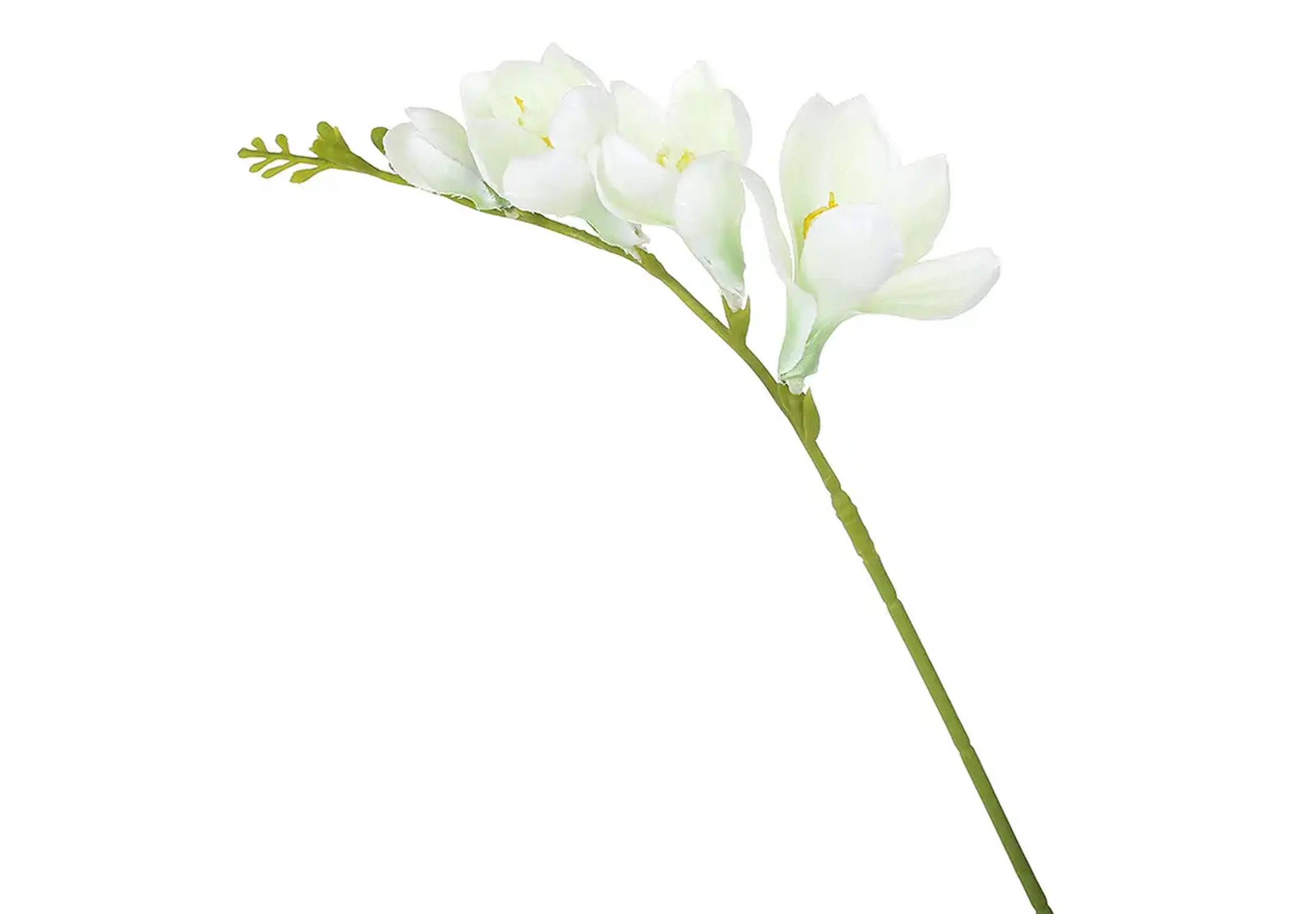 Frezie albă h60cm