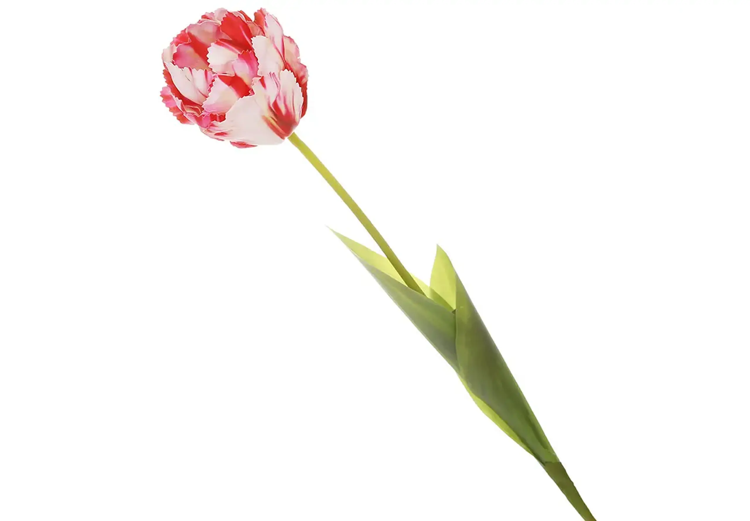 Lalea decorativă alb cu roșu 70cm