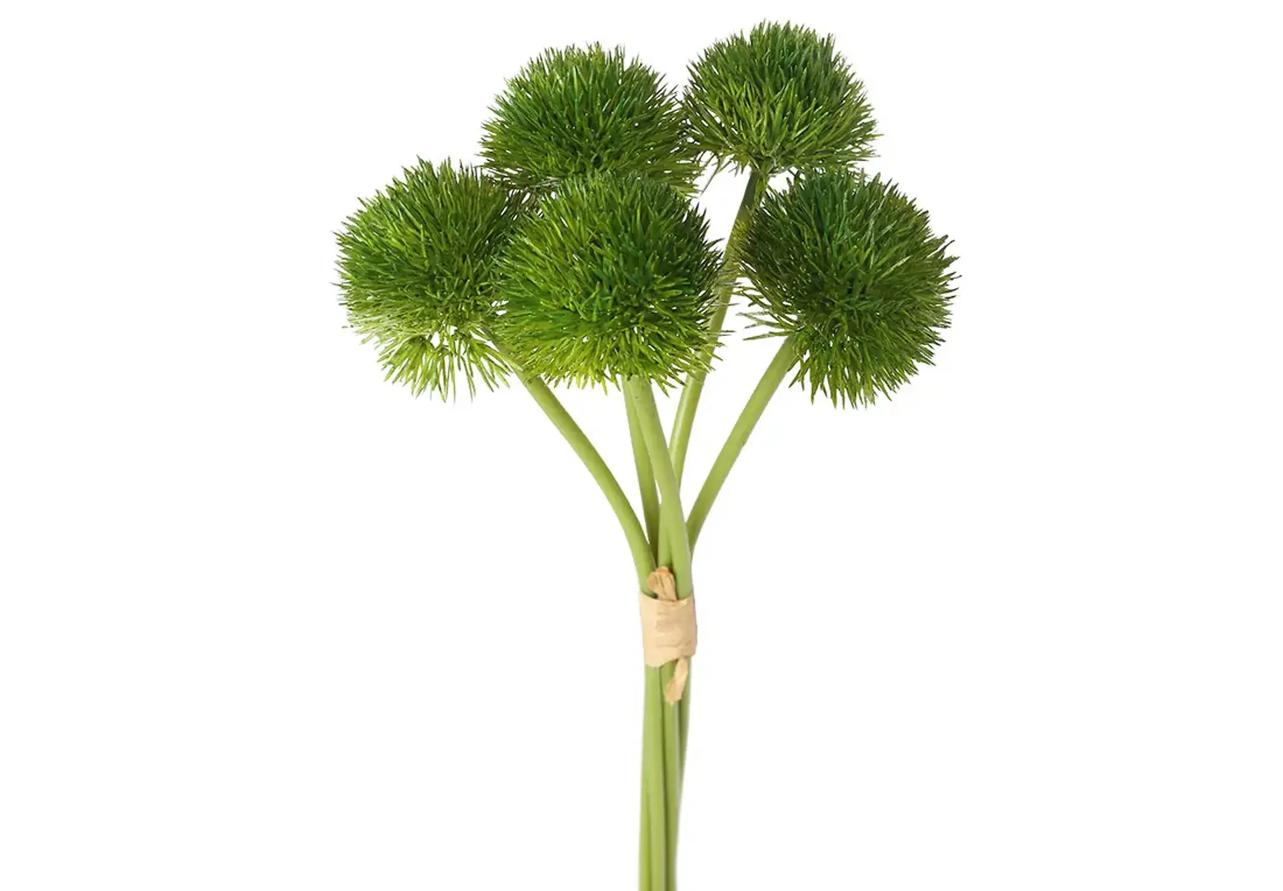 Buchet de Dianthus Green Trick, 5 flori, H32cm