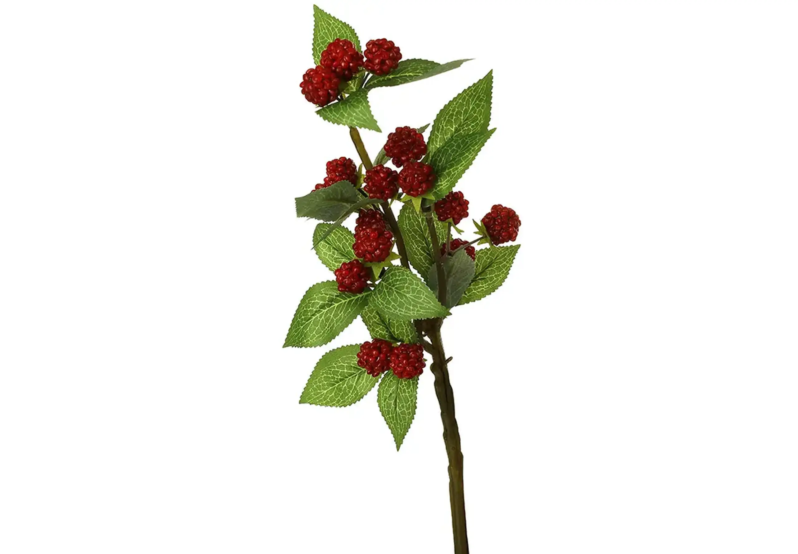Crenguță de Zmeură roșie, 36cm
