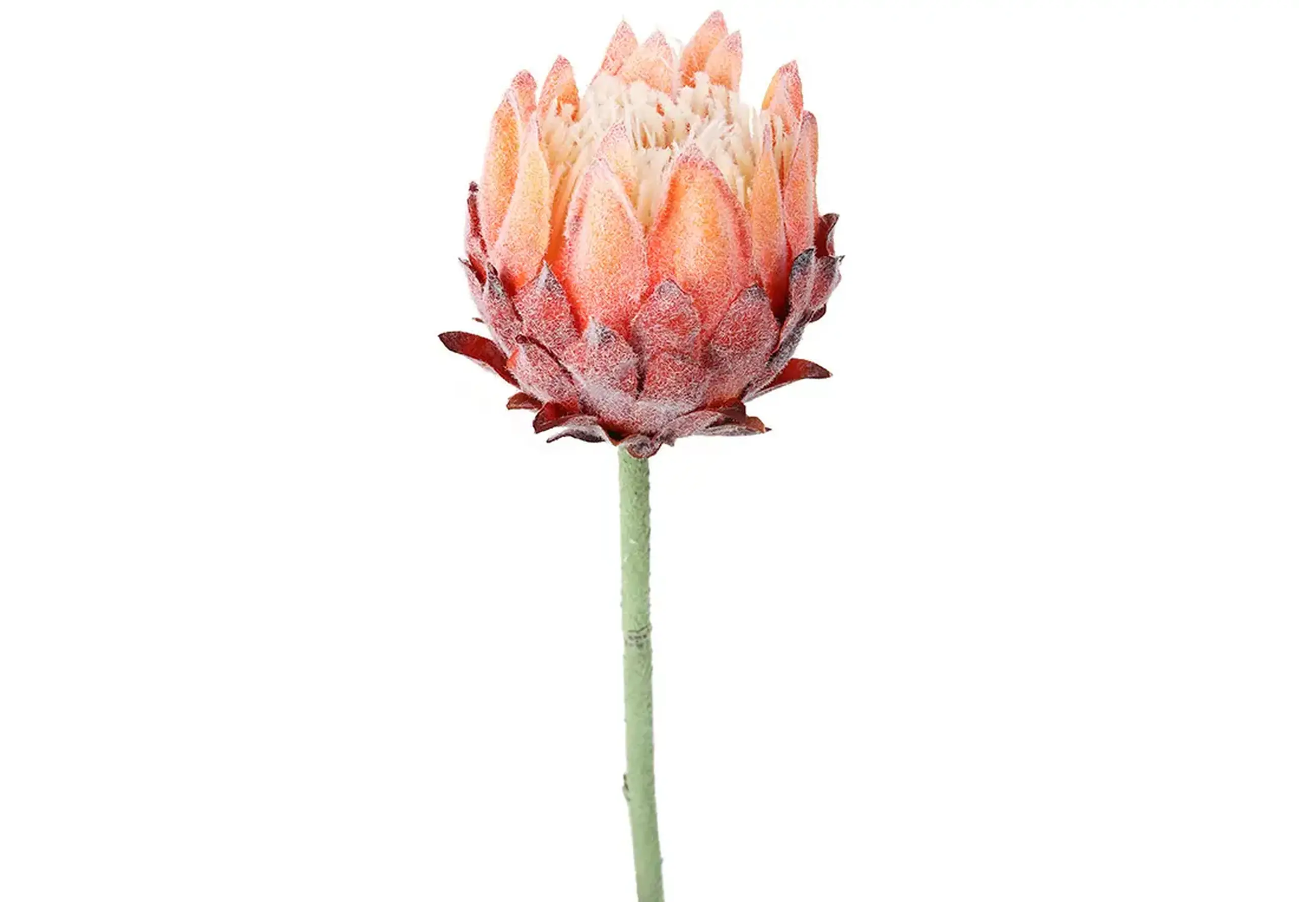 Floare decorativă de Proteia regală coral,60cm