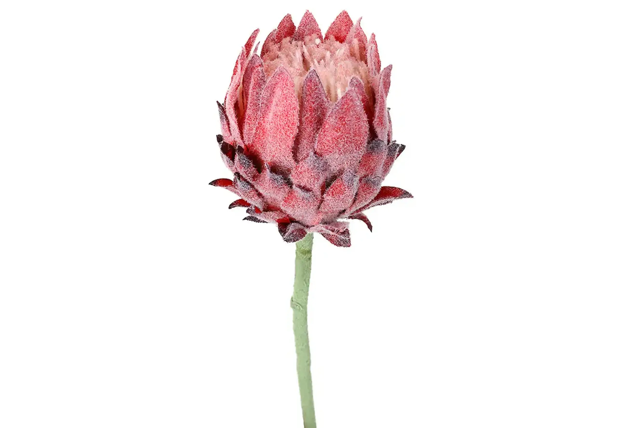 Floare decorativă de Proteia regală roz,60cm