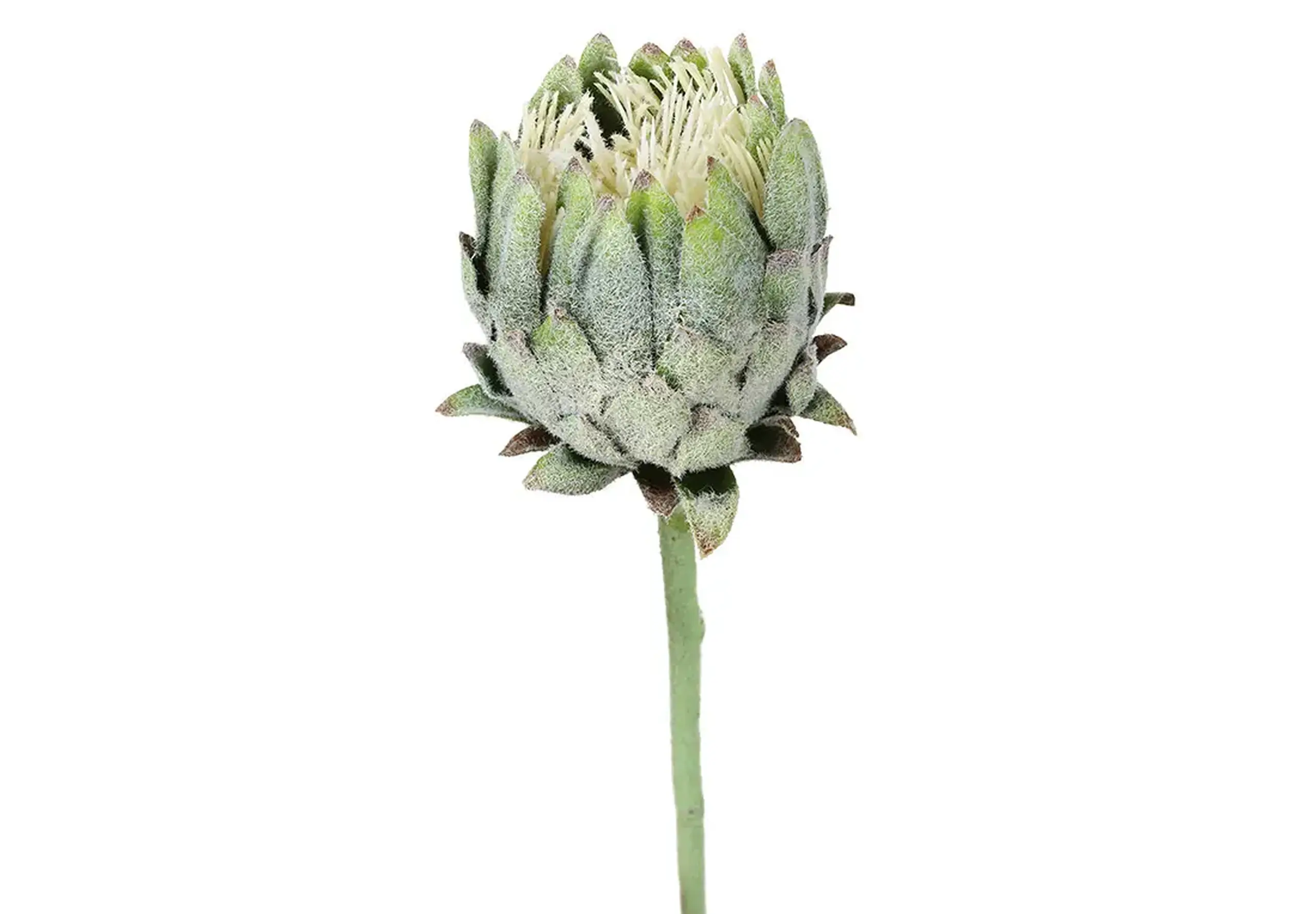 Floare decorativă de Proteia regală verde,60cm