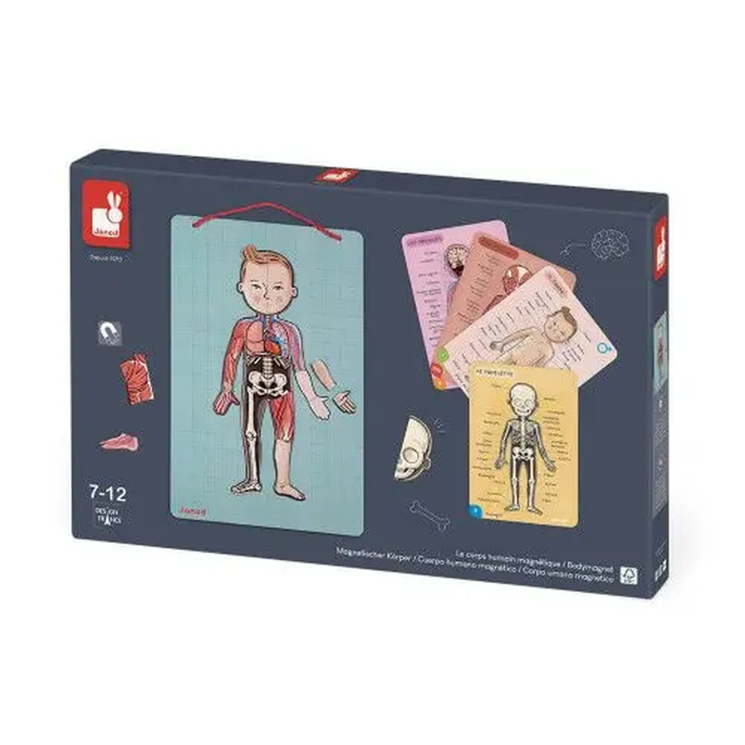 Joc magnetic de anatomie Body Magnet, 12 limbi — Janod